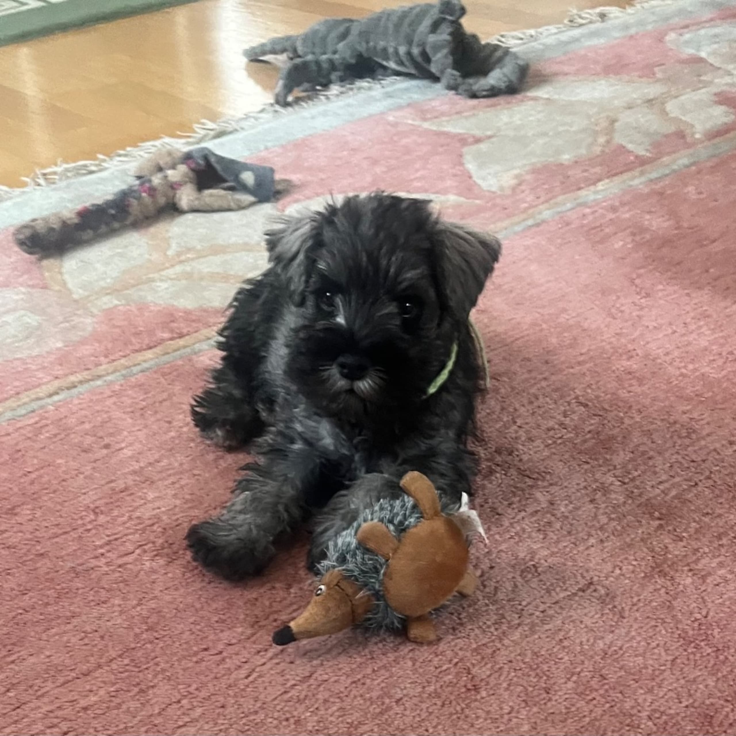 Dvärgschnauzer