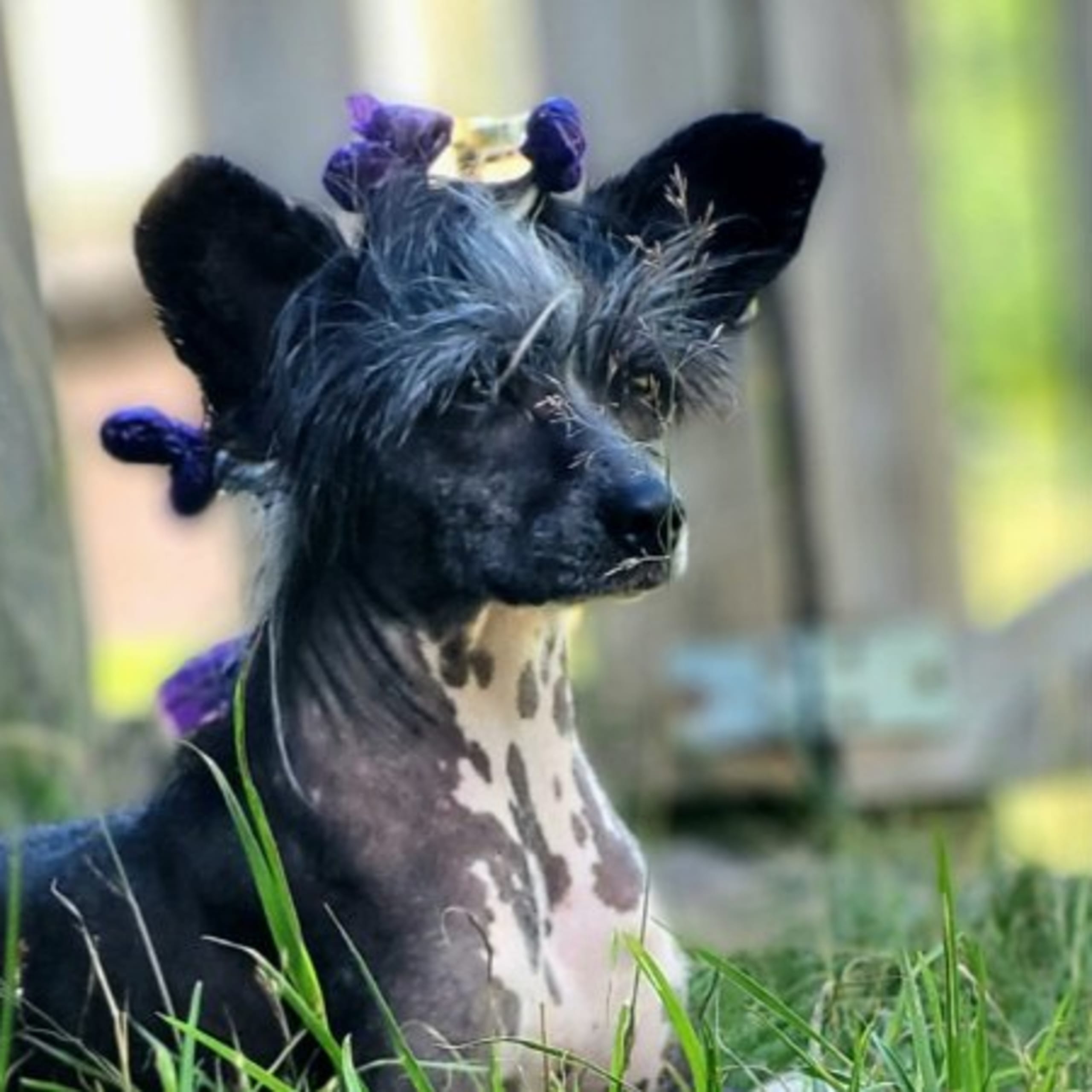 Chinese crested dog