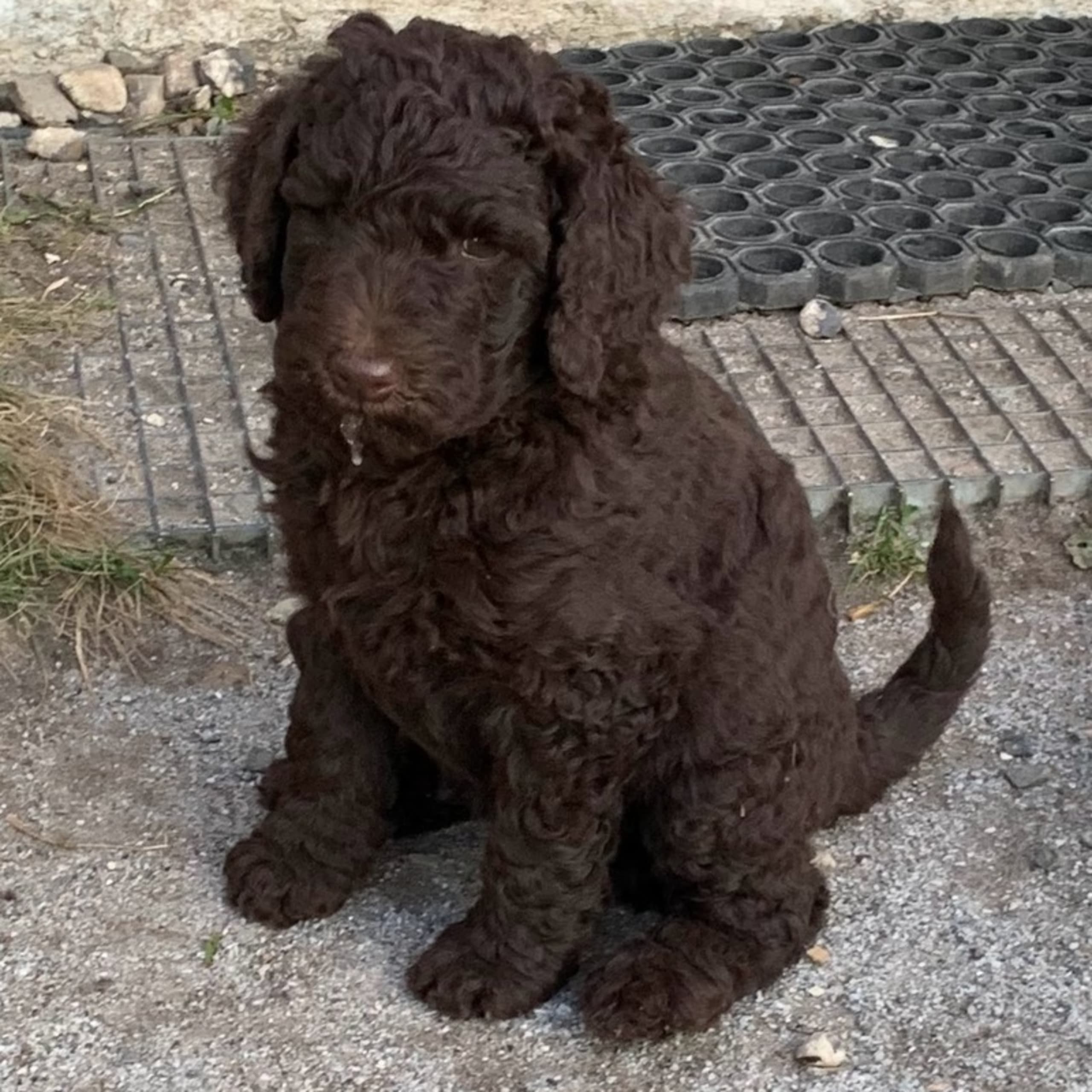 Standard Poodle
