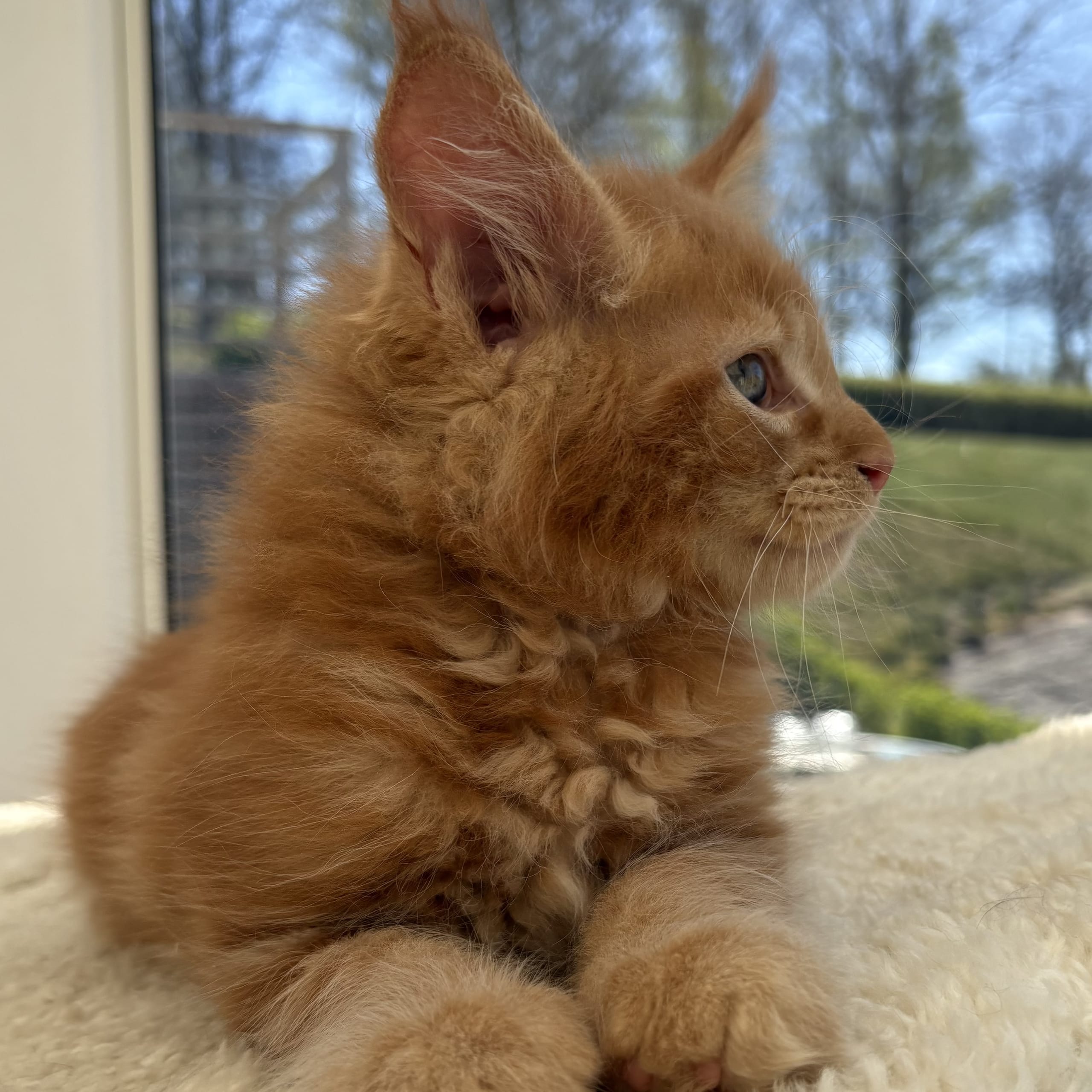 Maine Coon
