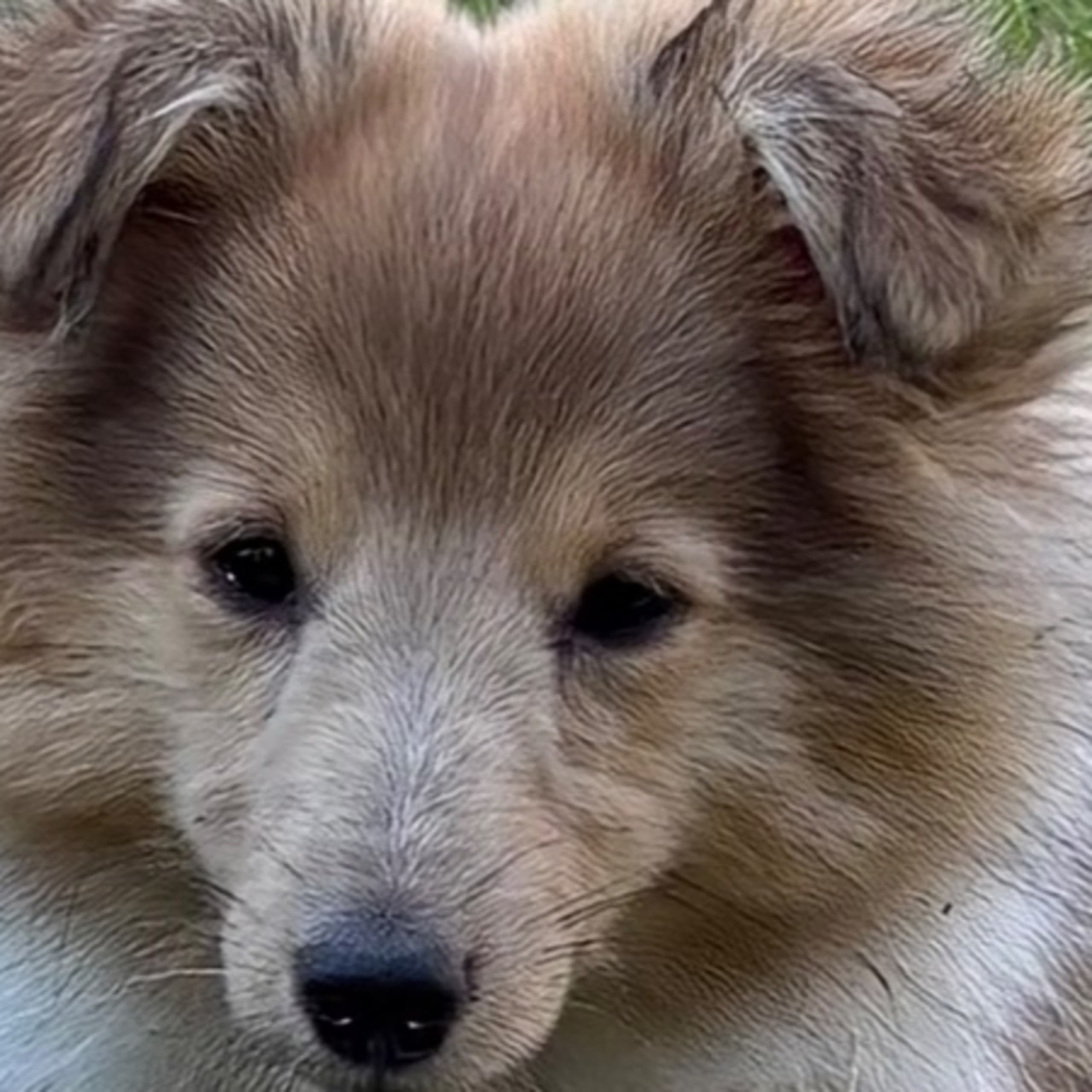 Shetland sheepdog