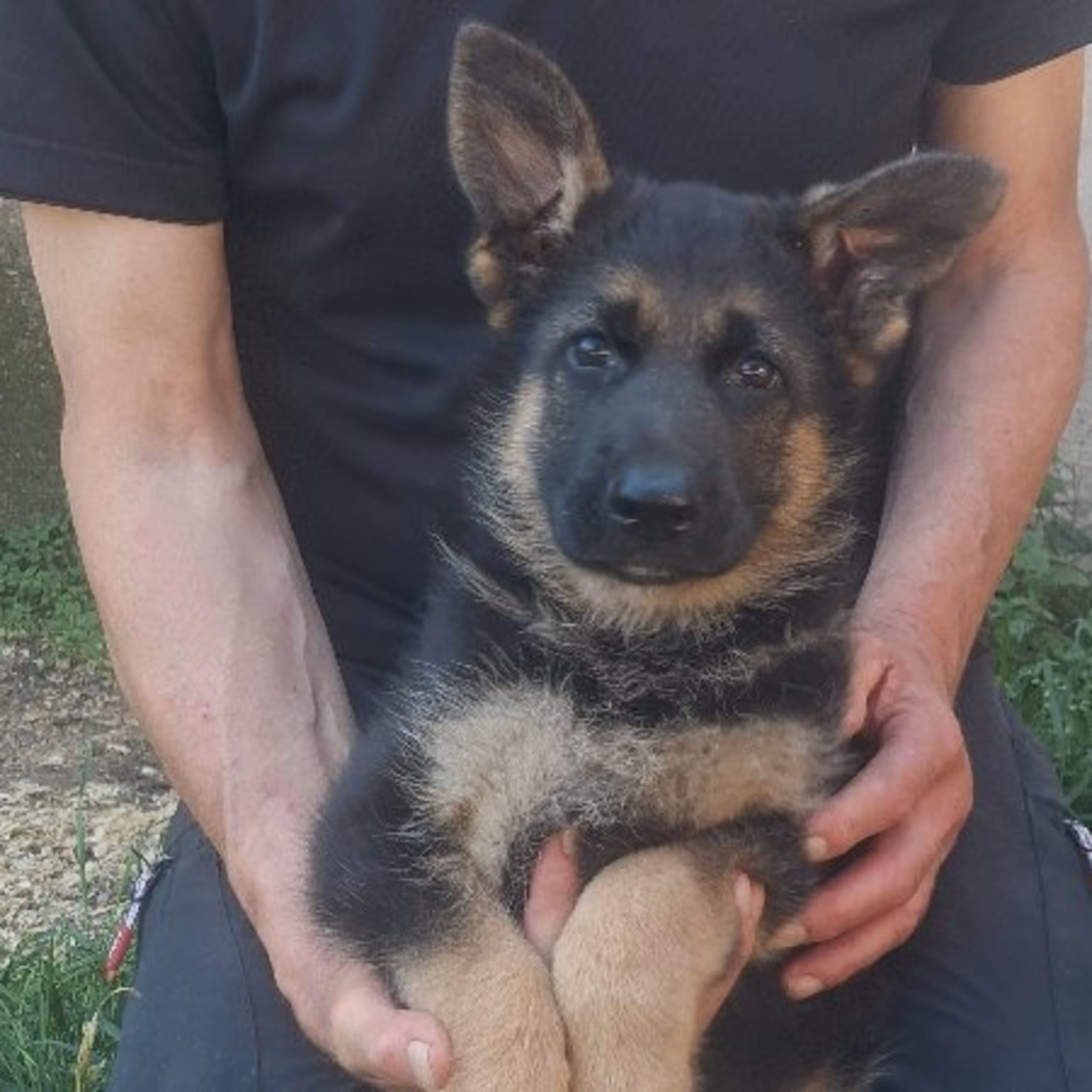 Tysk Schäferhund