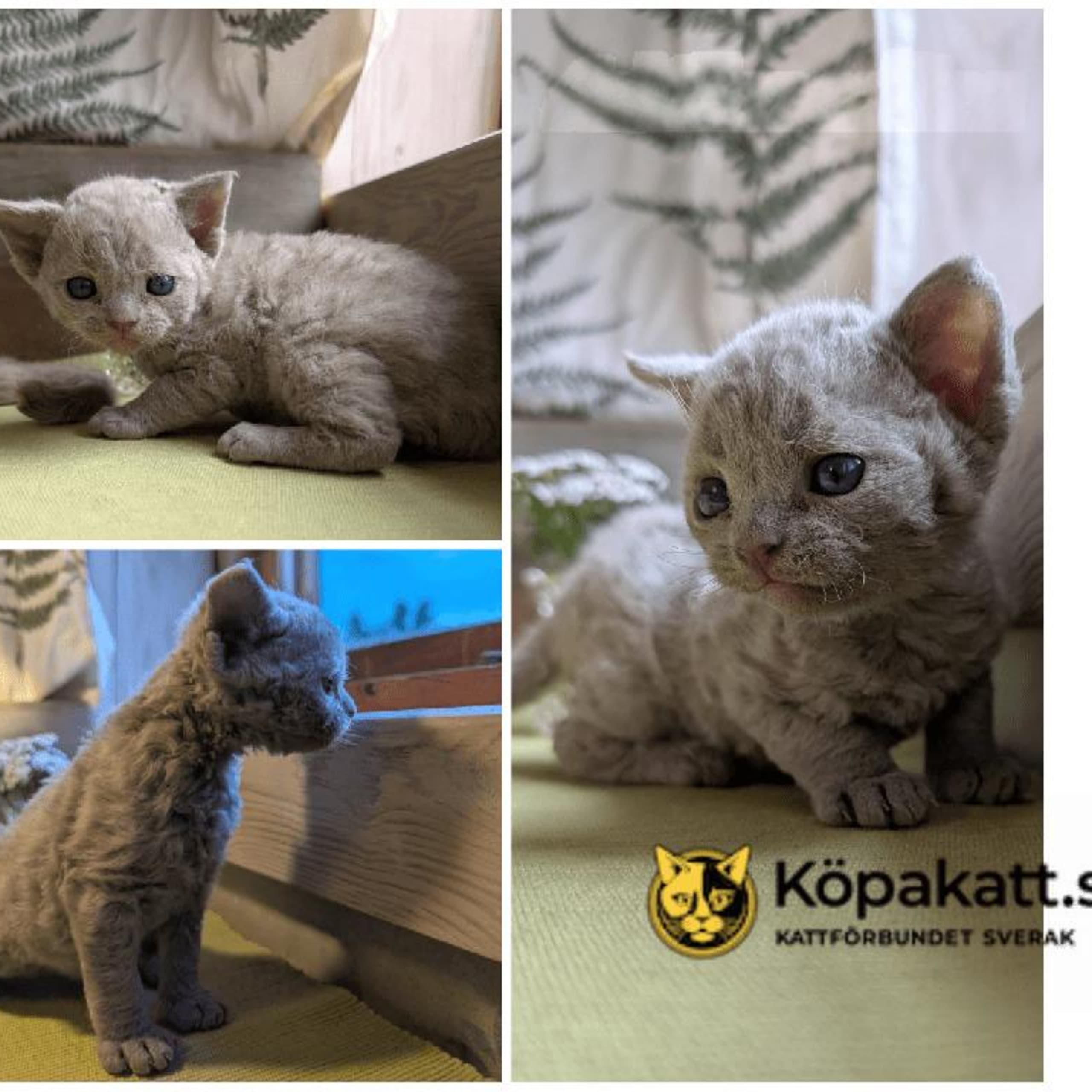 Devon Rex