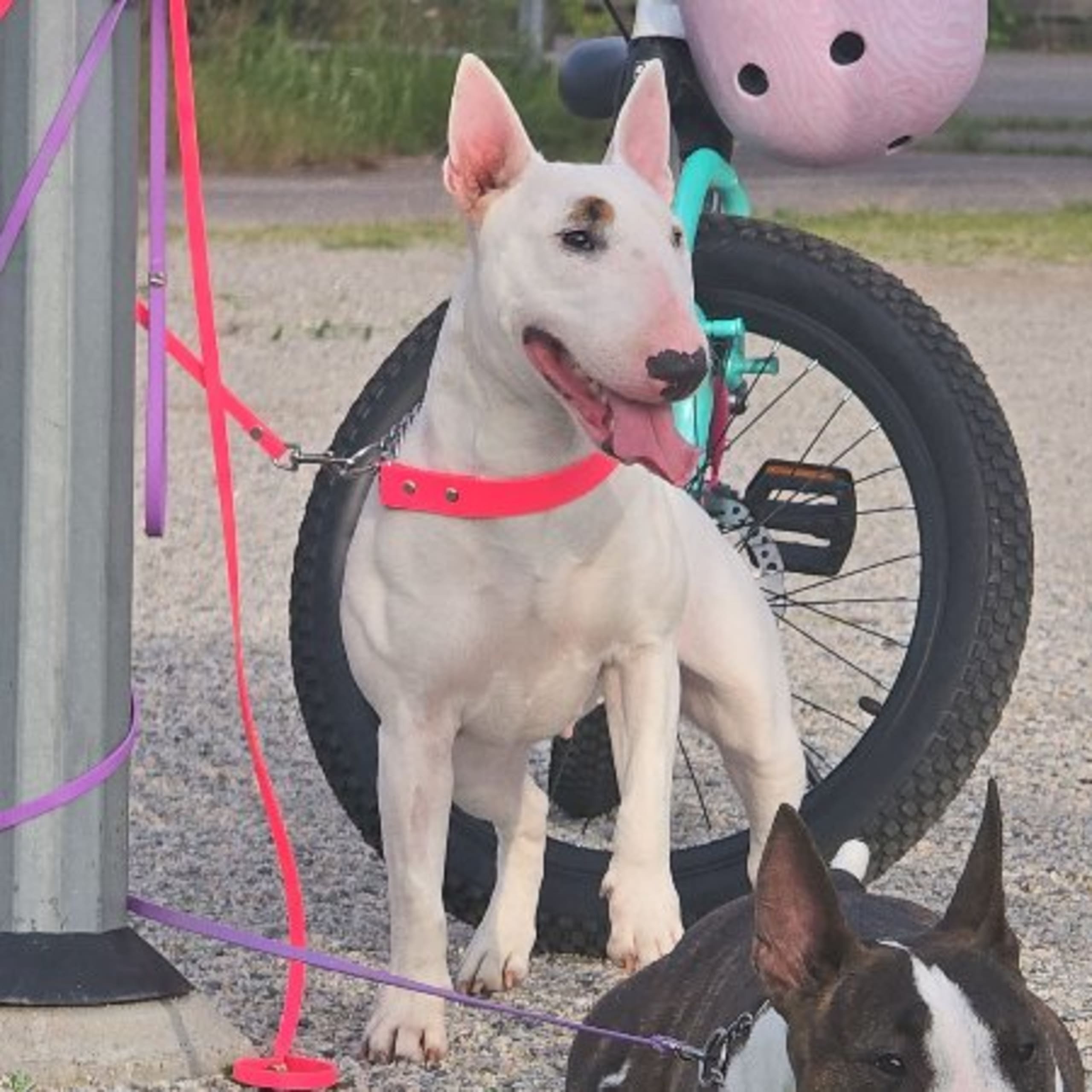 Miniatyrbullterrier