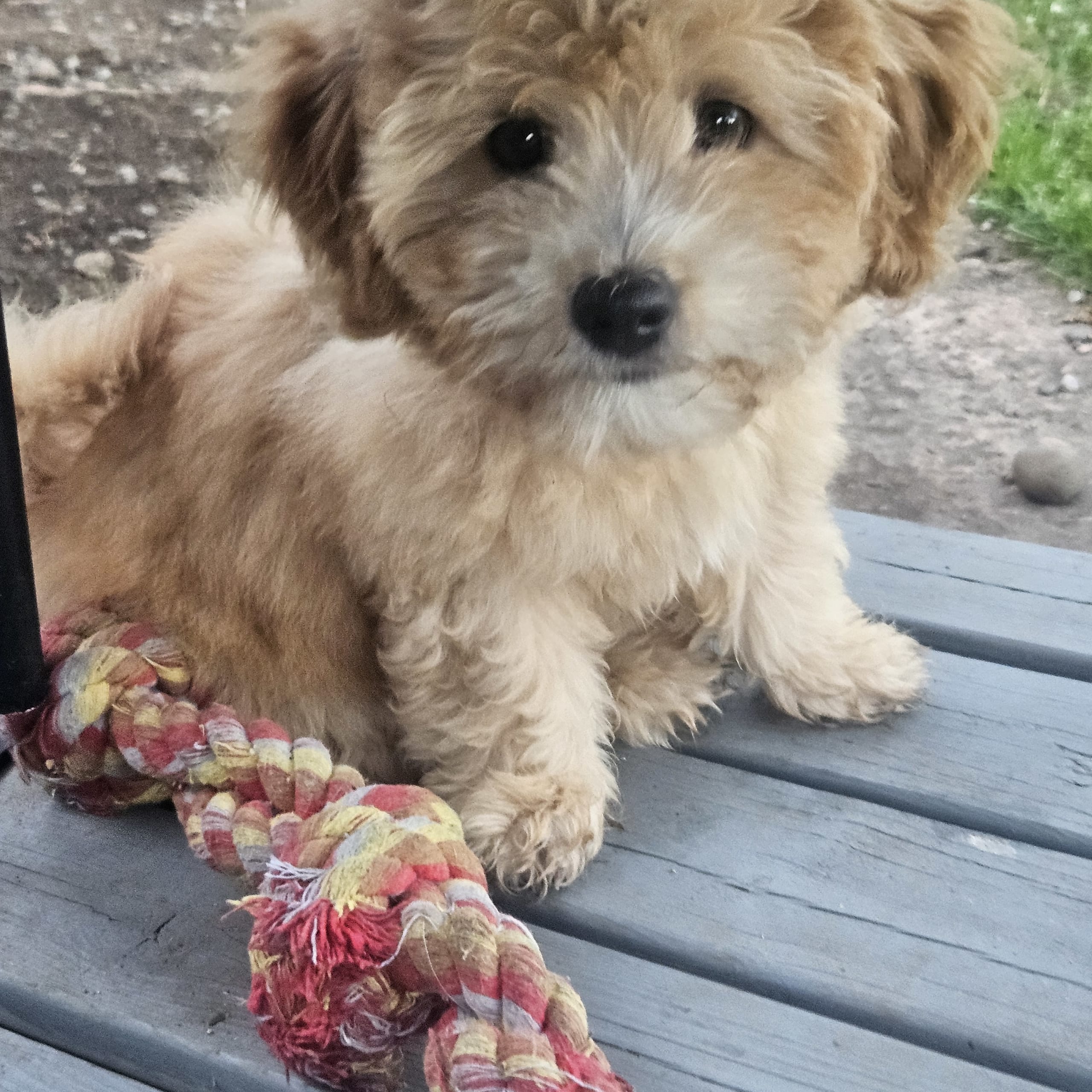 Blandras Dvärg pudel/ Bichon Havanais