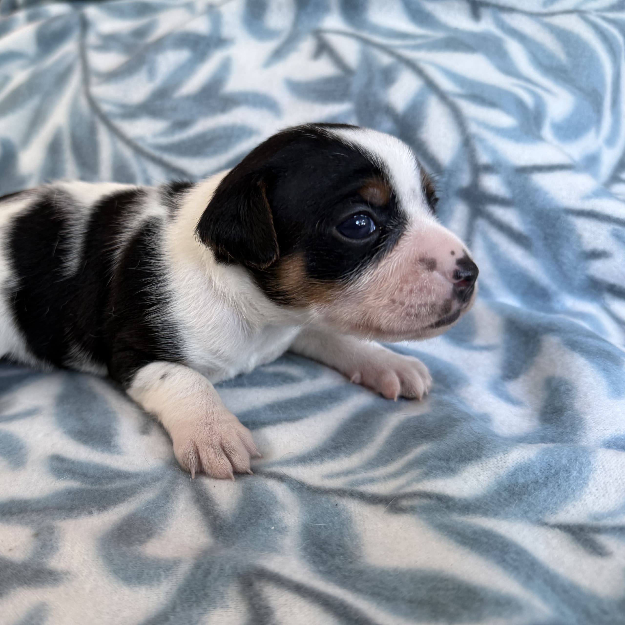 Danish Swedish Farmdog