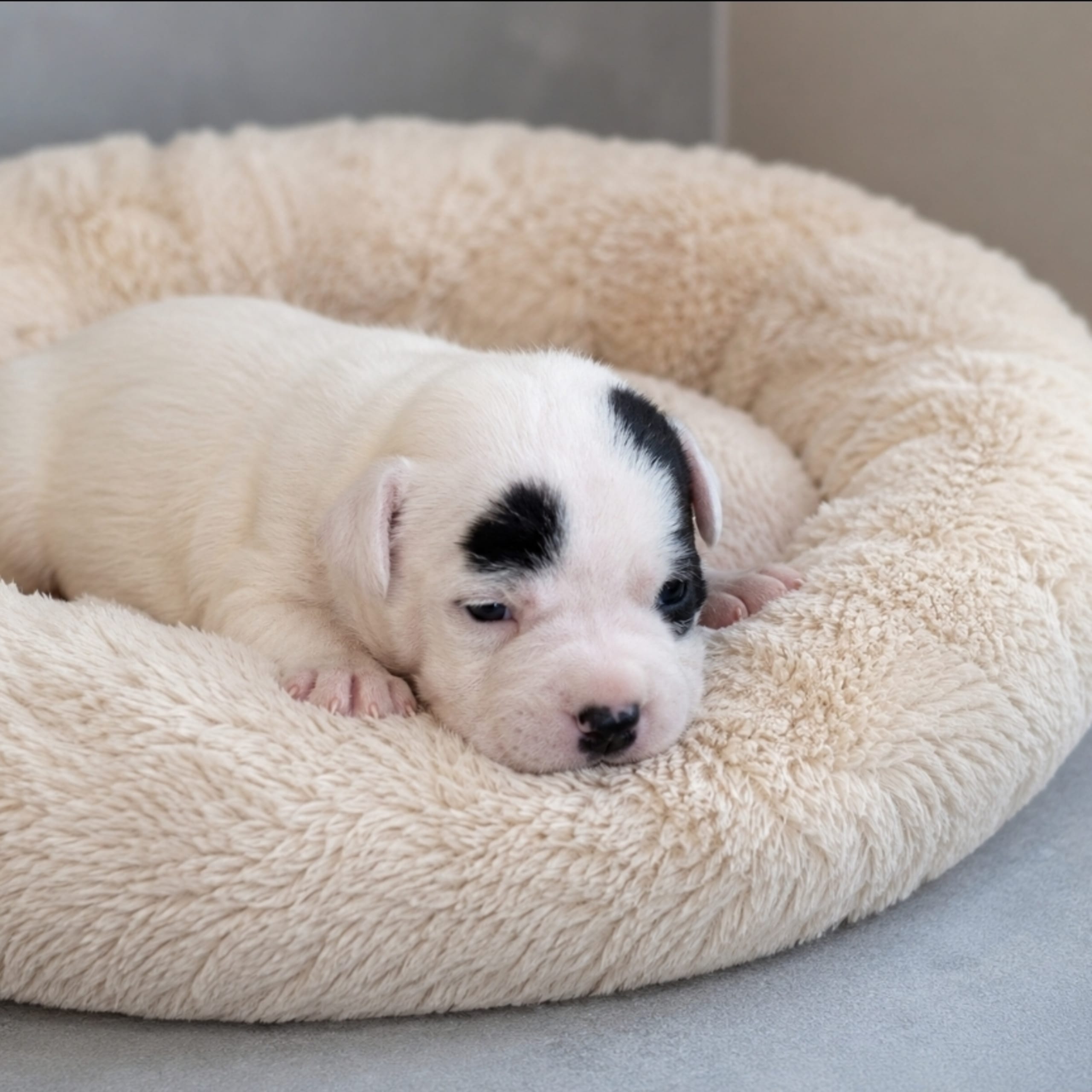Staffordshire bull terrier
