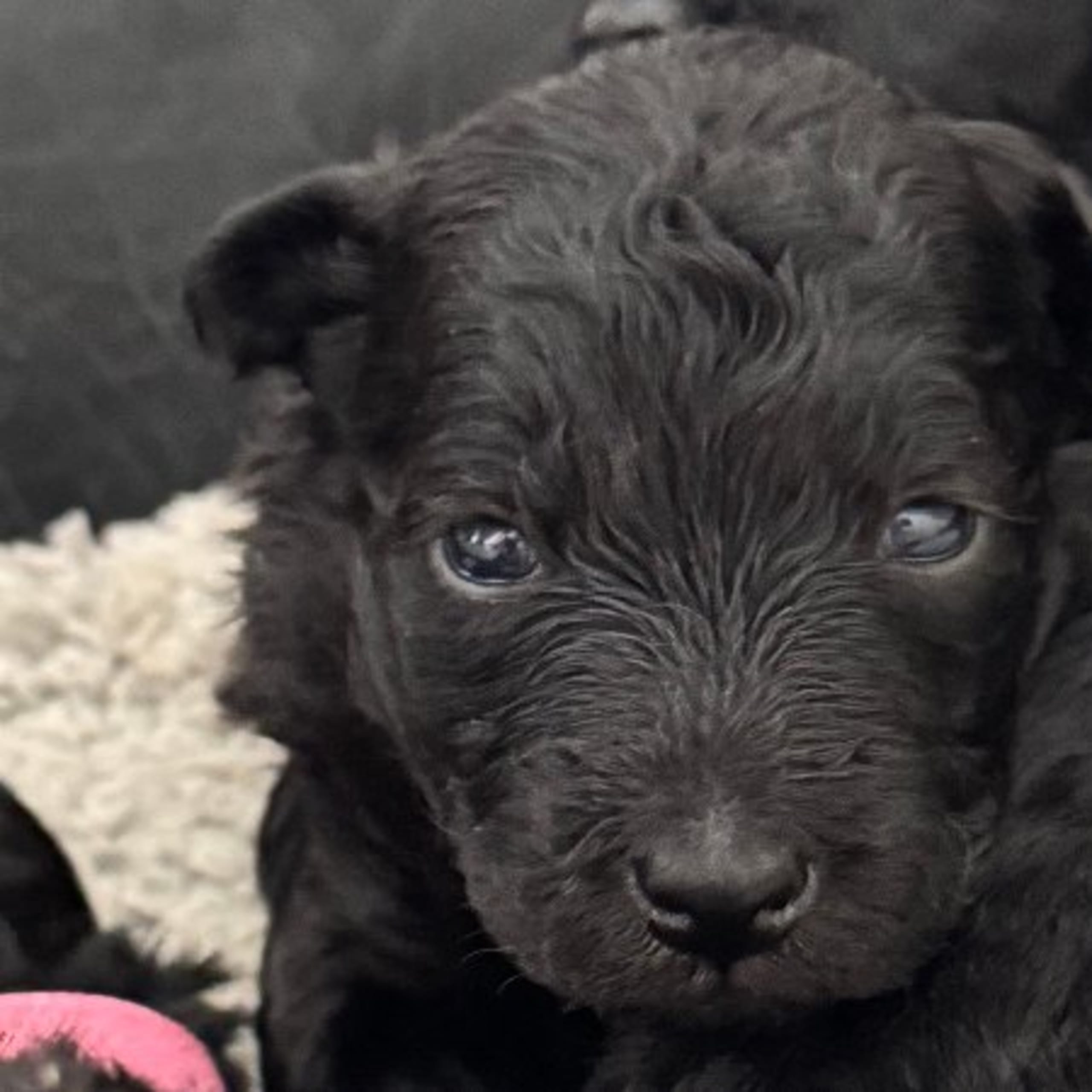 Pumi