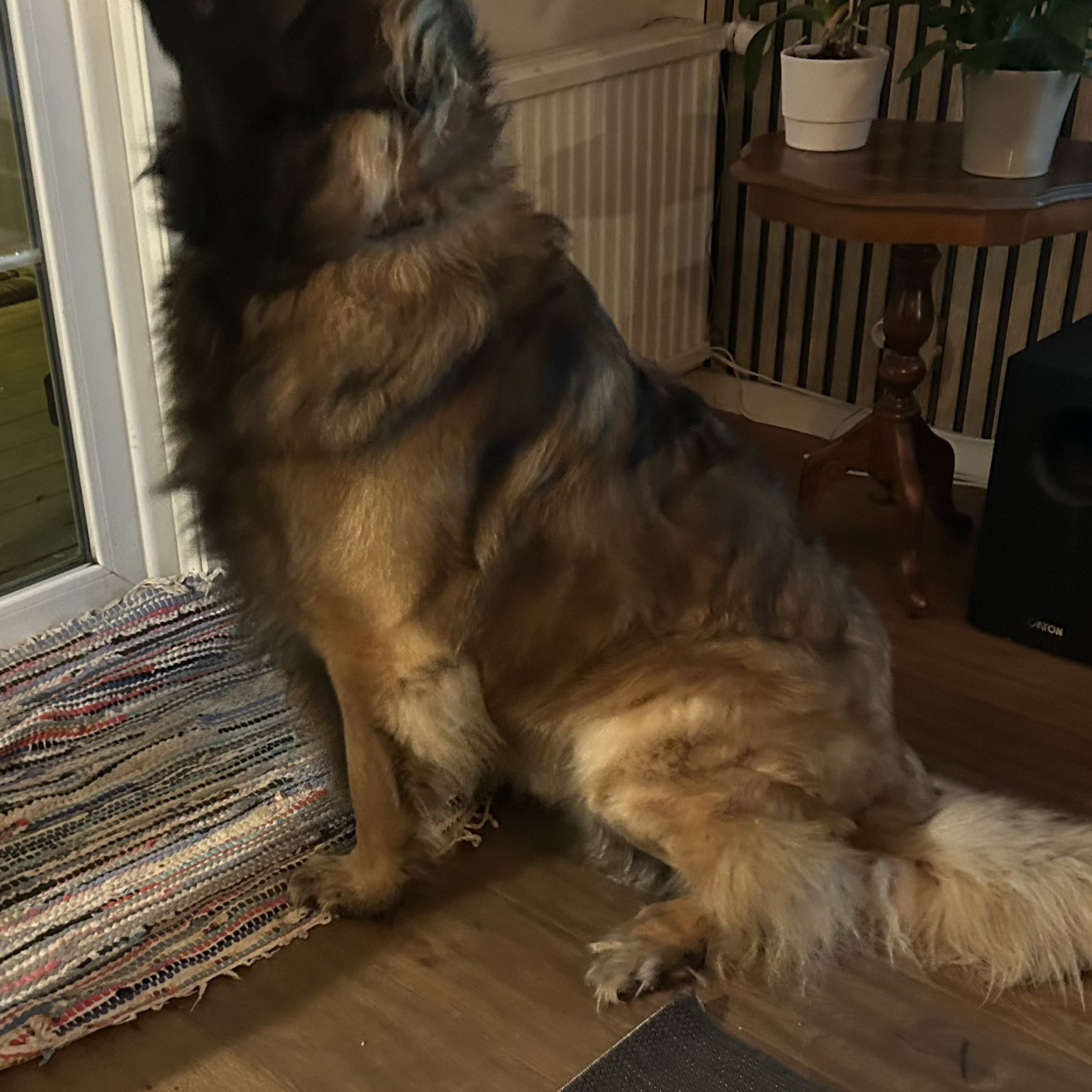 Leonberger