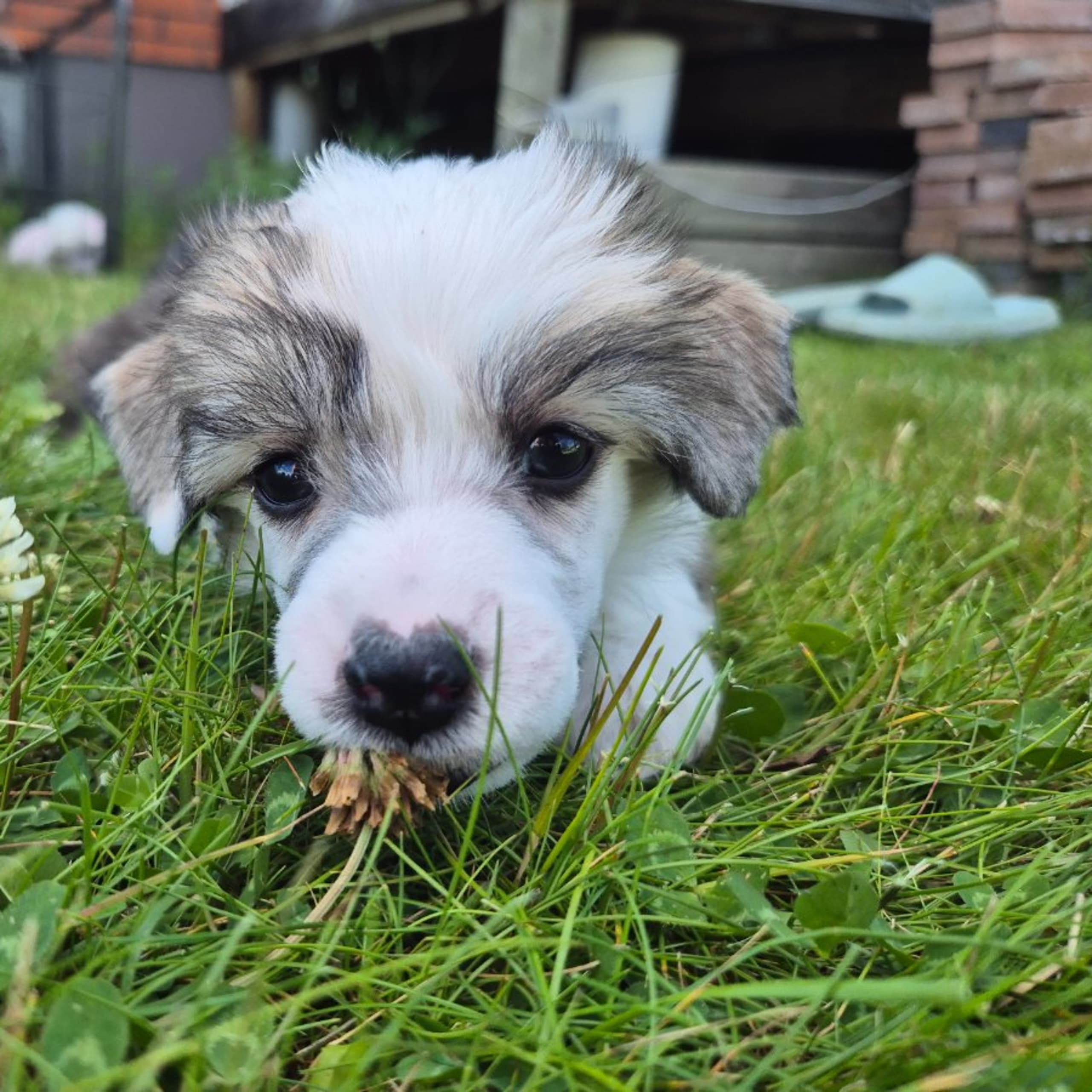 Chinese crested dog