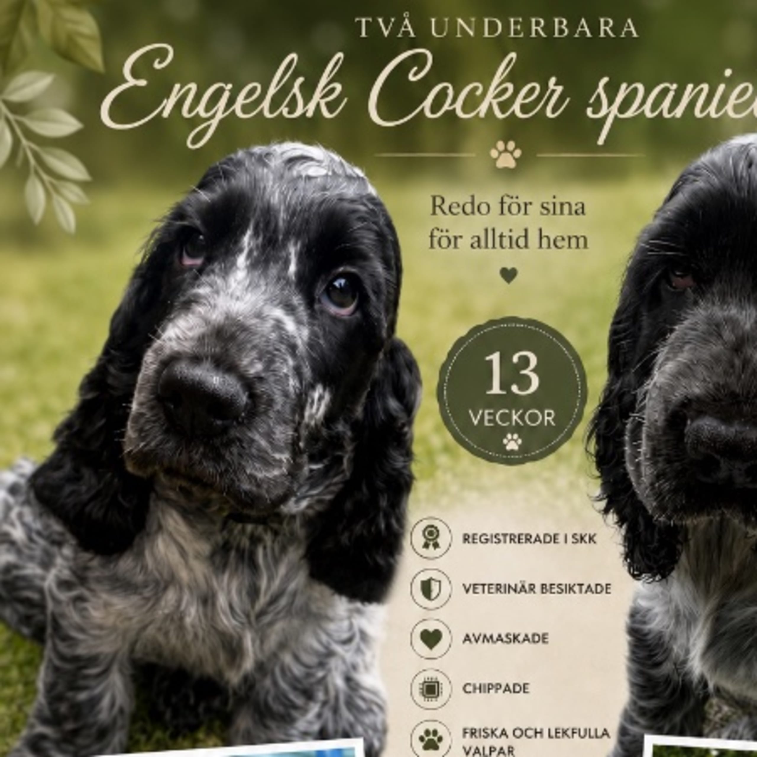 Cocker spaniel