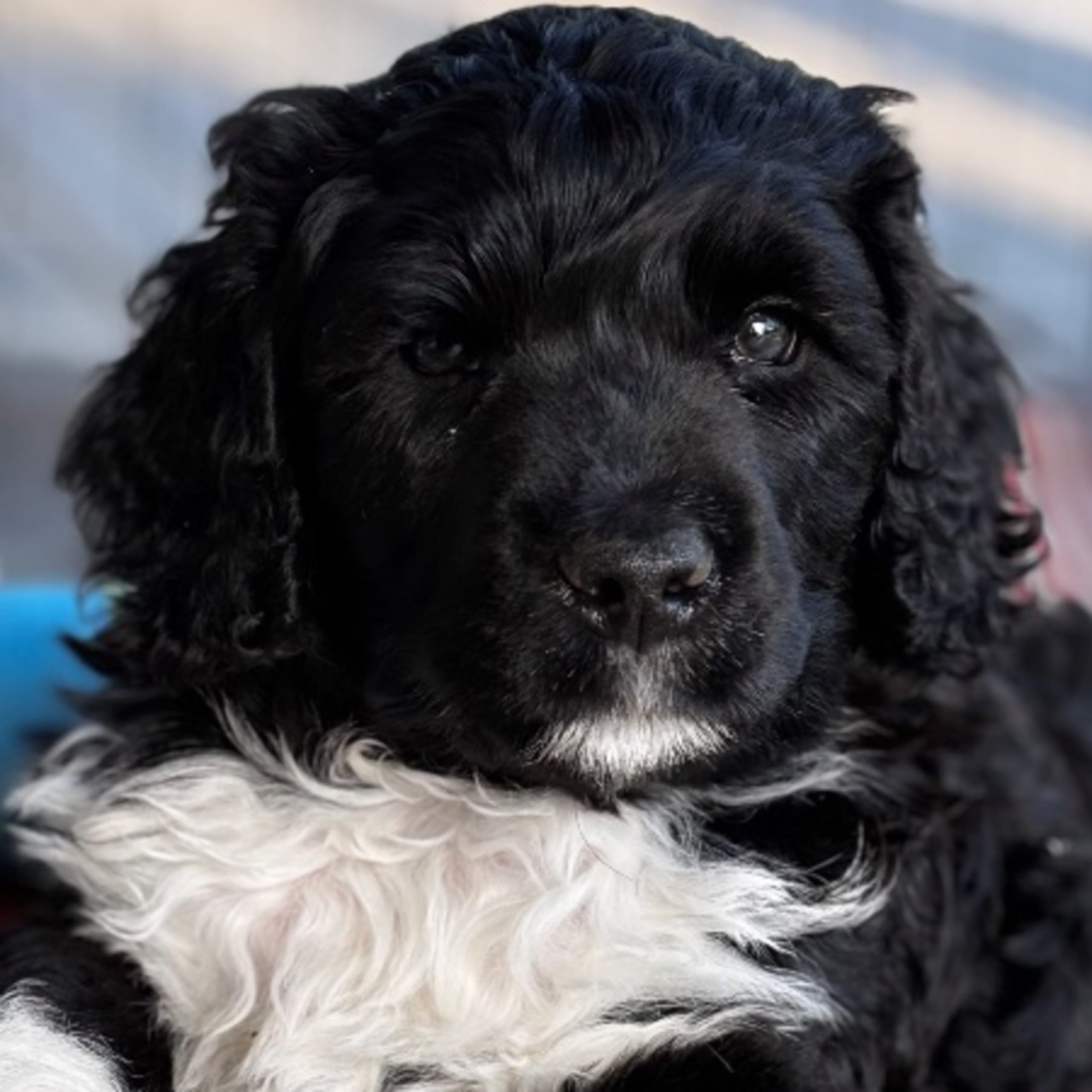 Portugisisk vattenhund