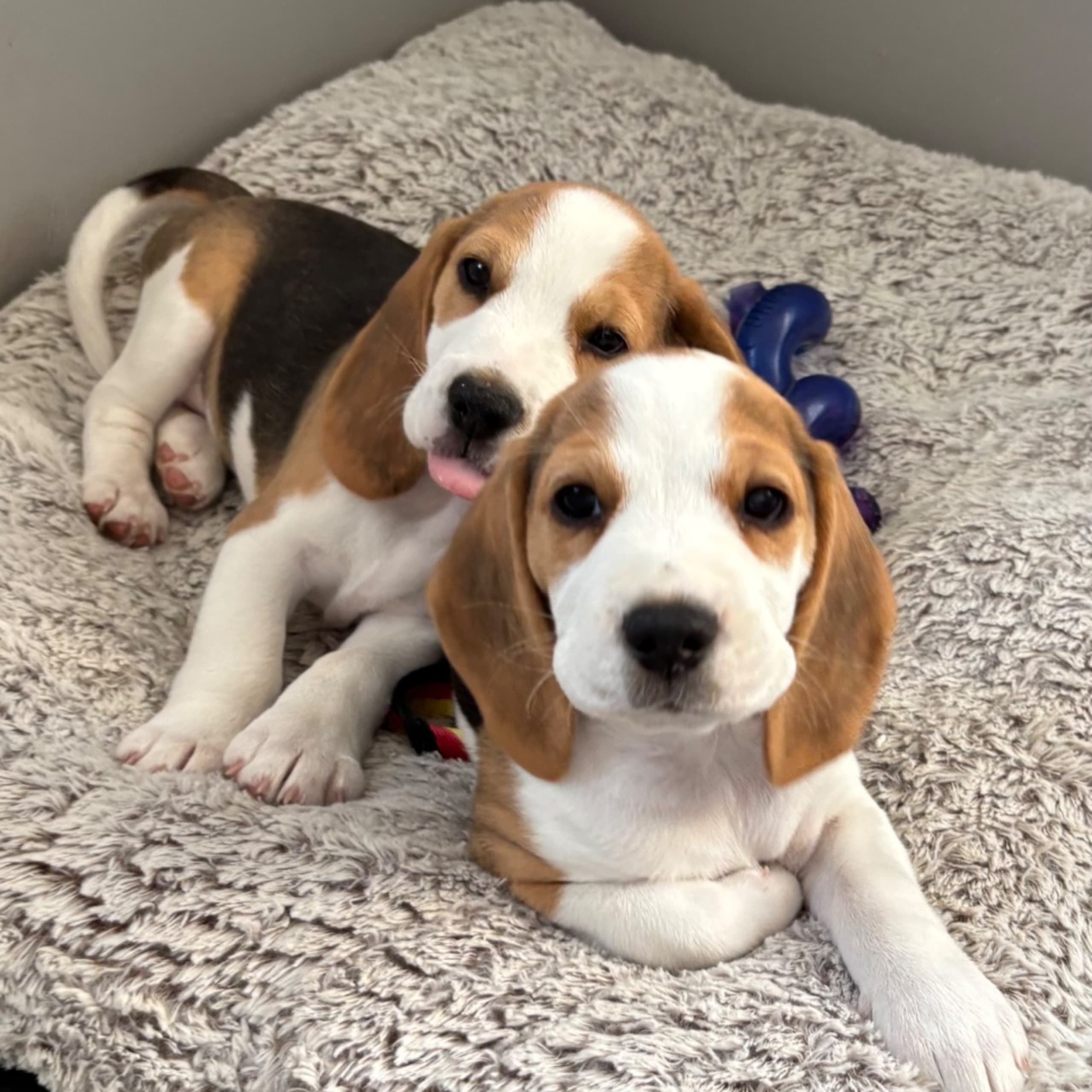 Beagle