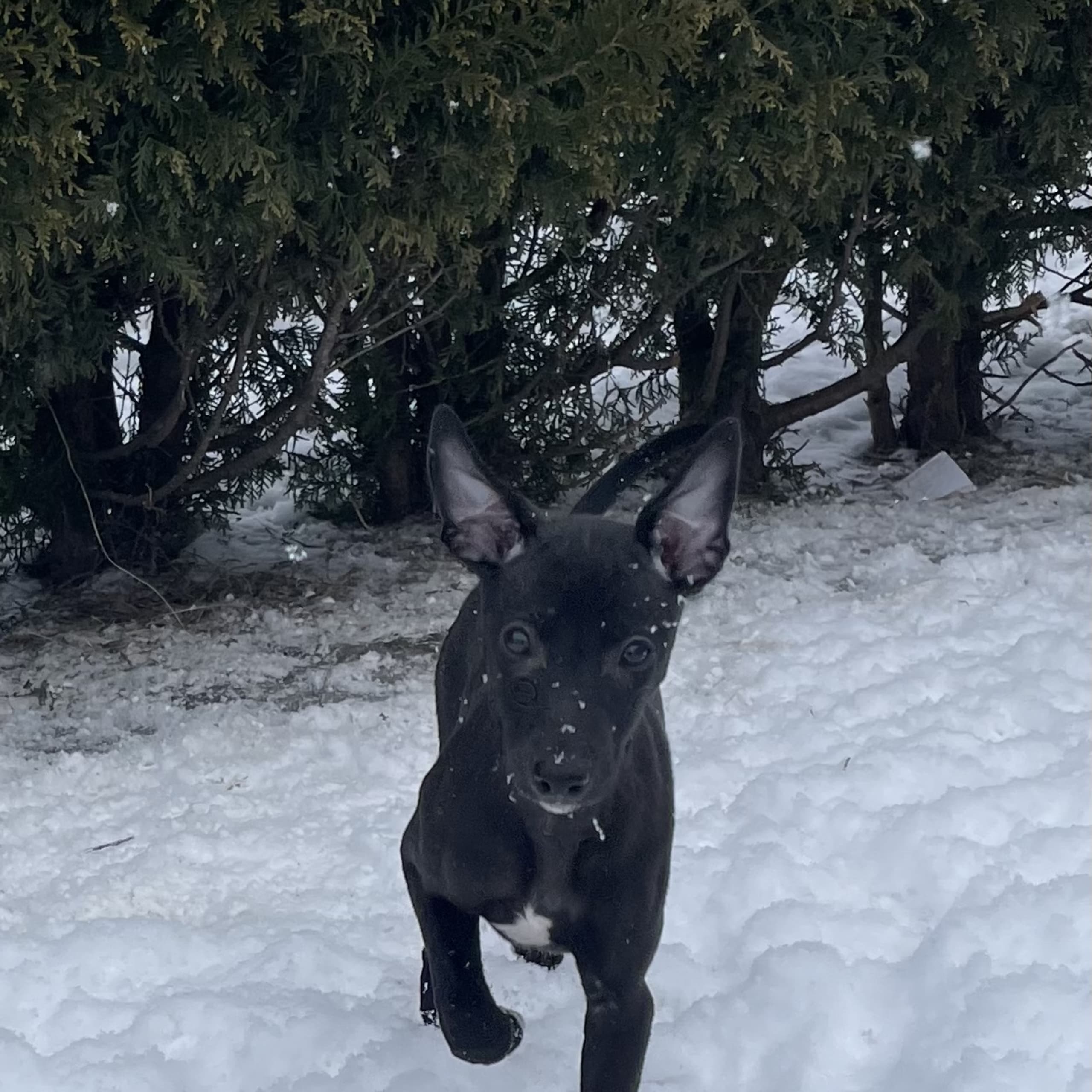 Whippet
