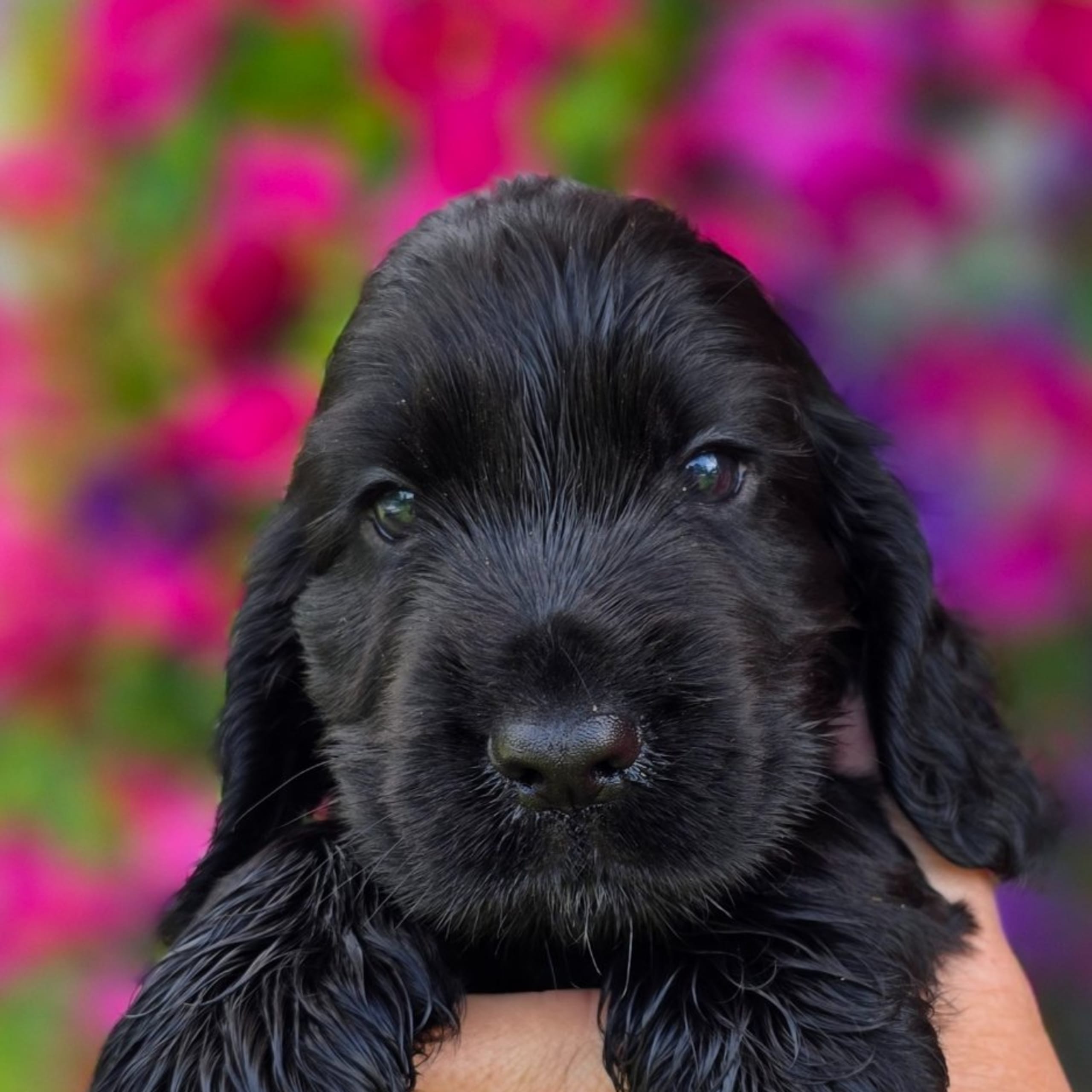 Cocker spaniel