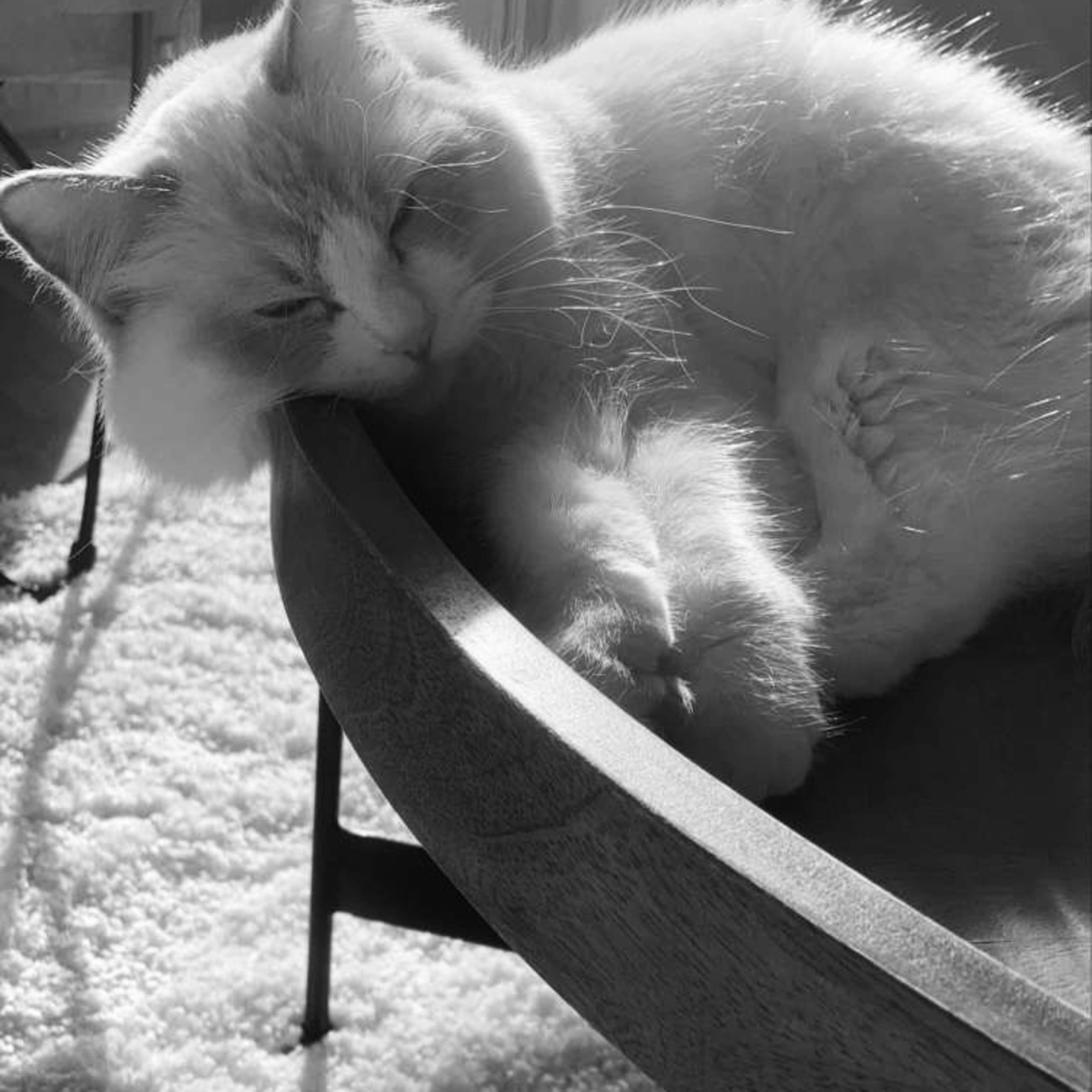Ragdoll