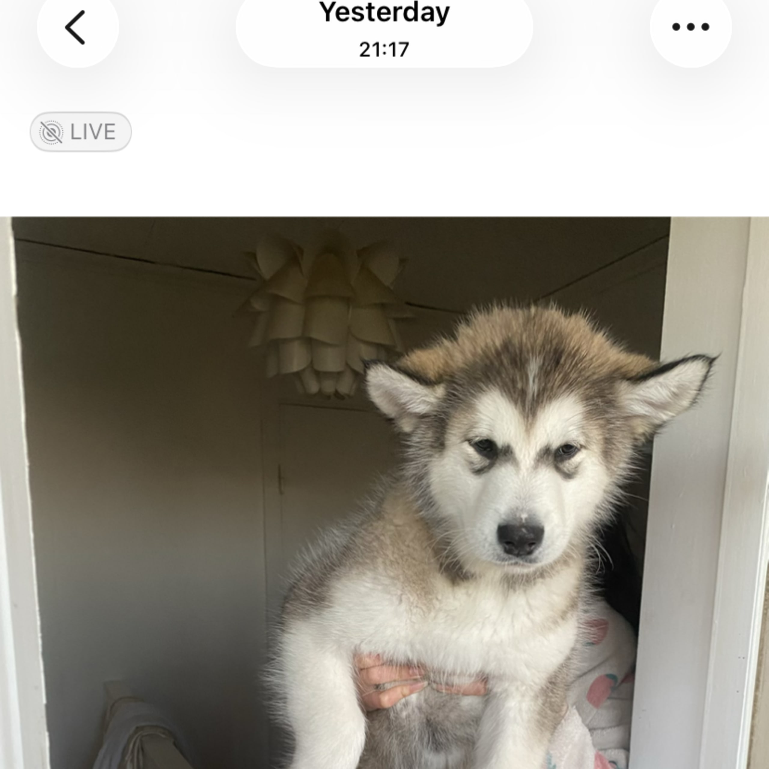 Alaskan malamute