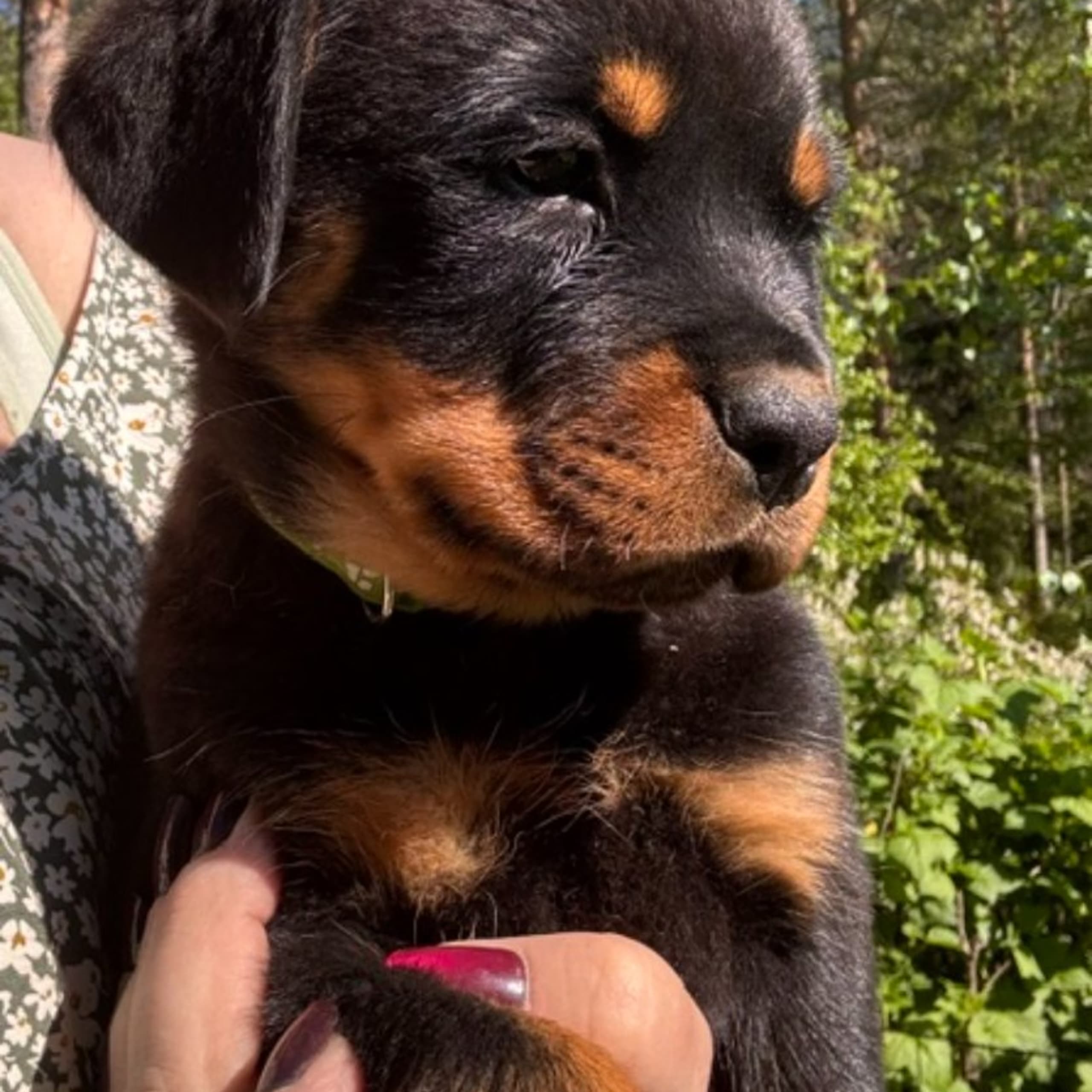 Rottweiler