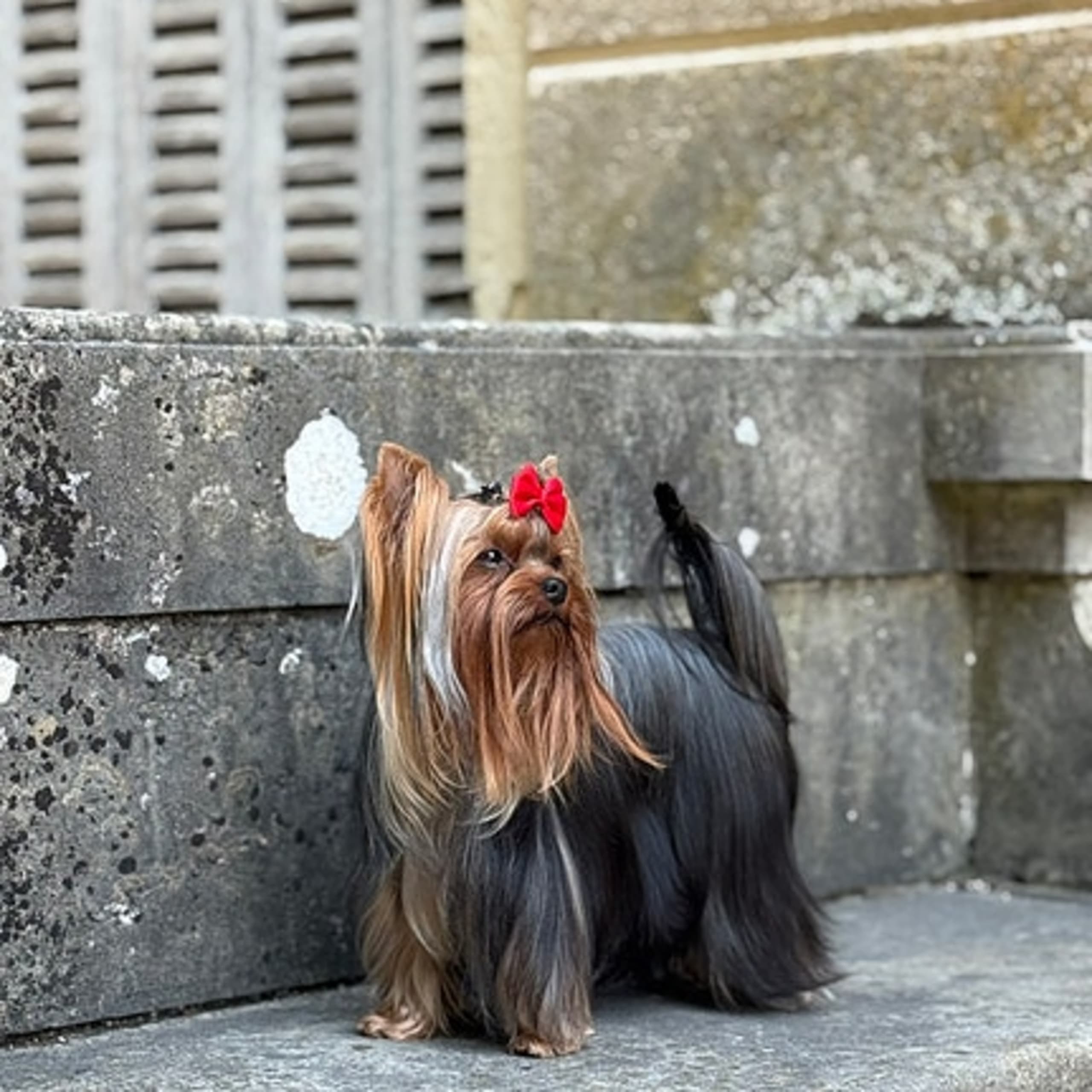 Yorkshireterrier