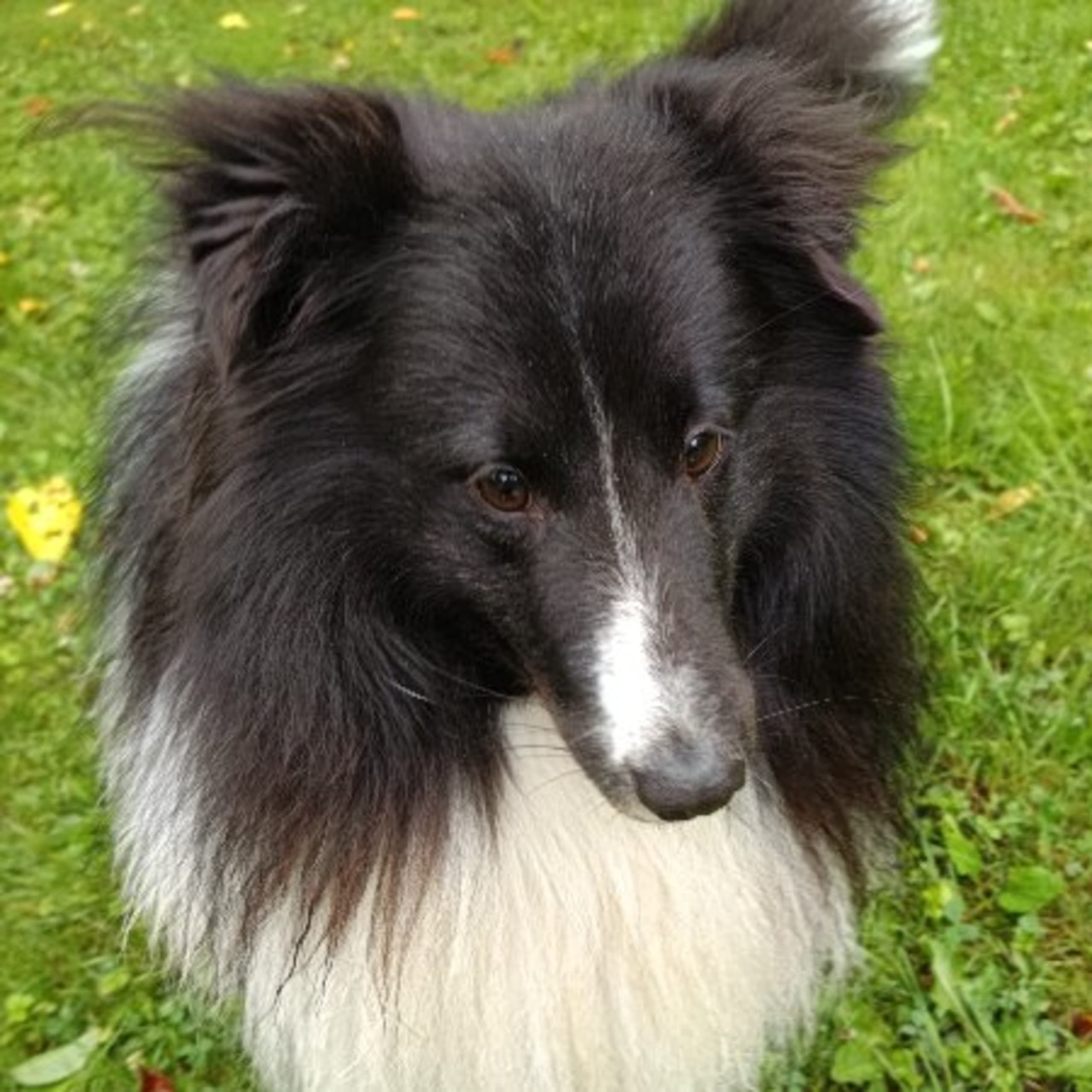 Shetland sheepdog