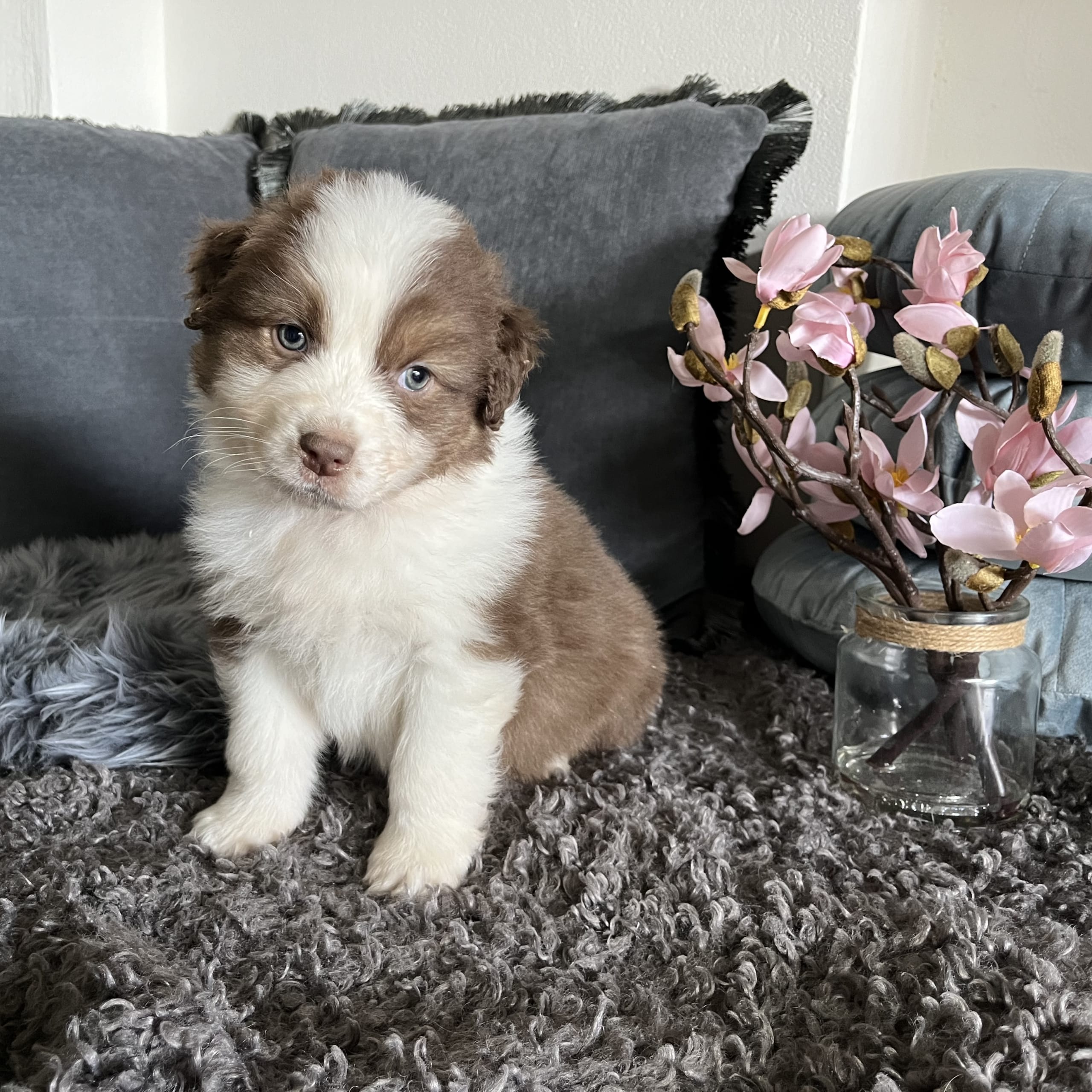Australian Shepherd