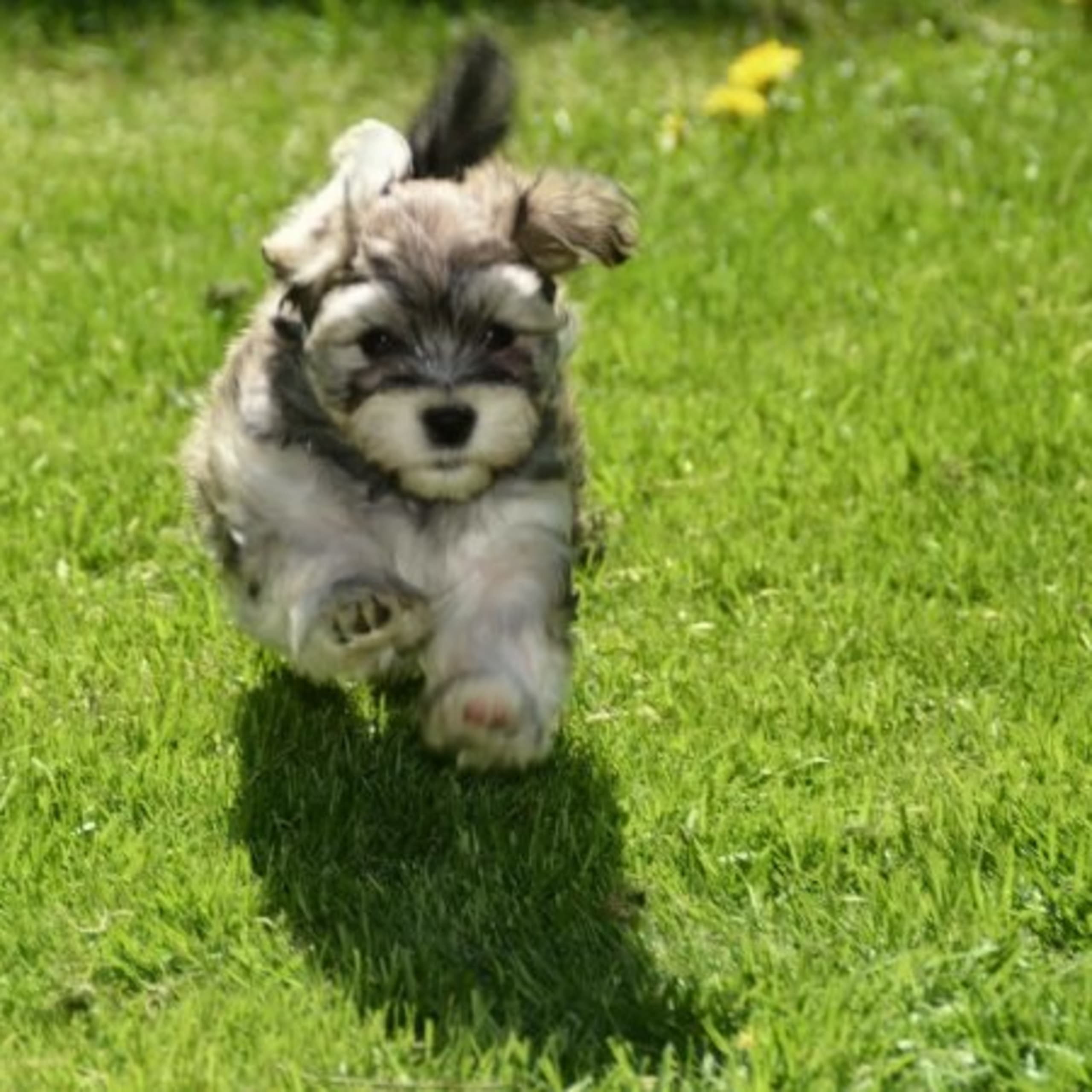 Bichon havanais