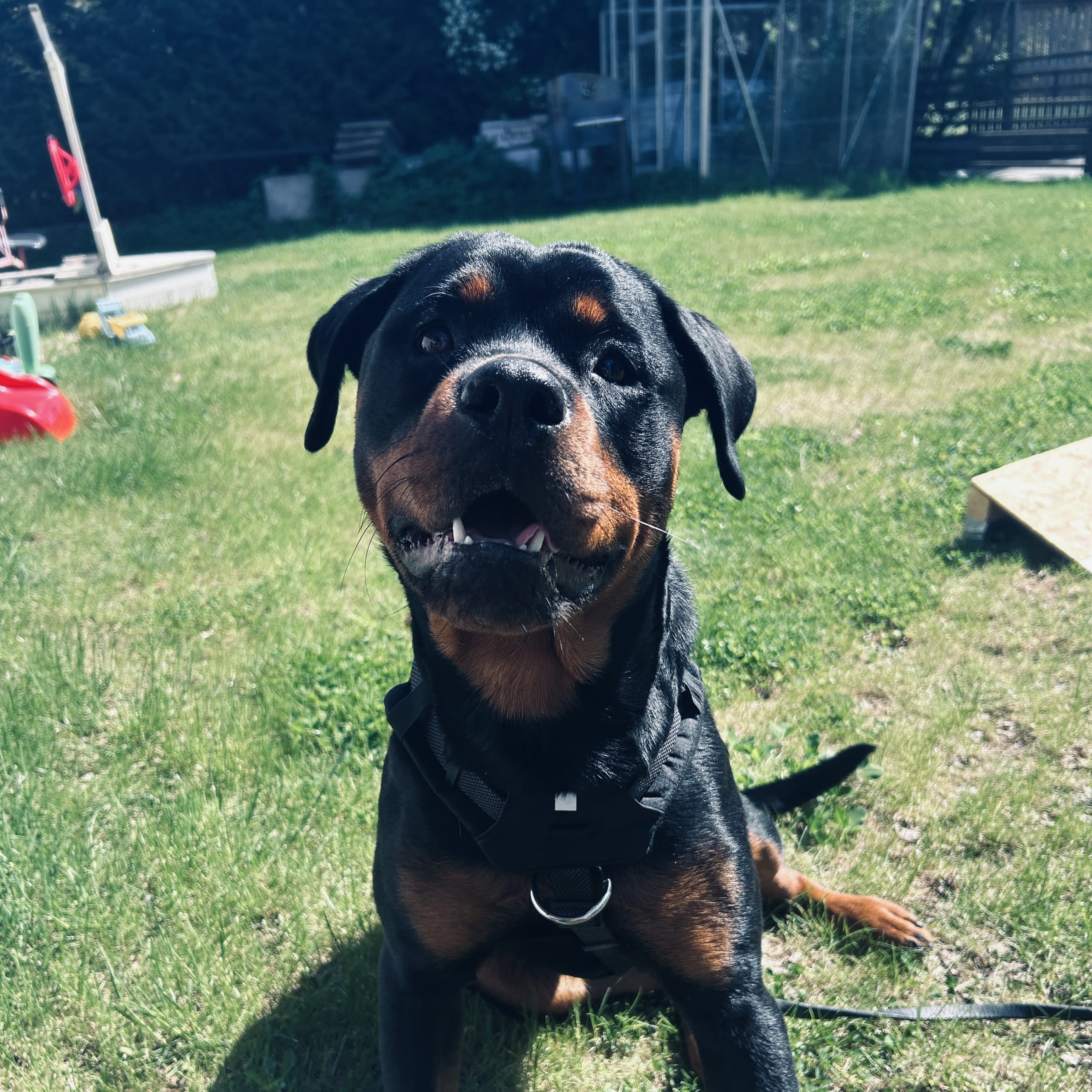 Rottweiler