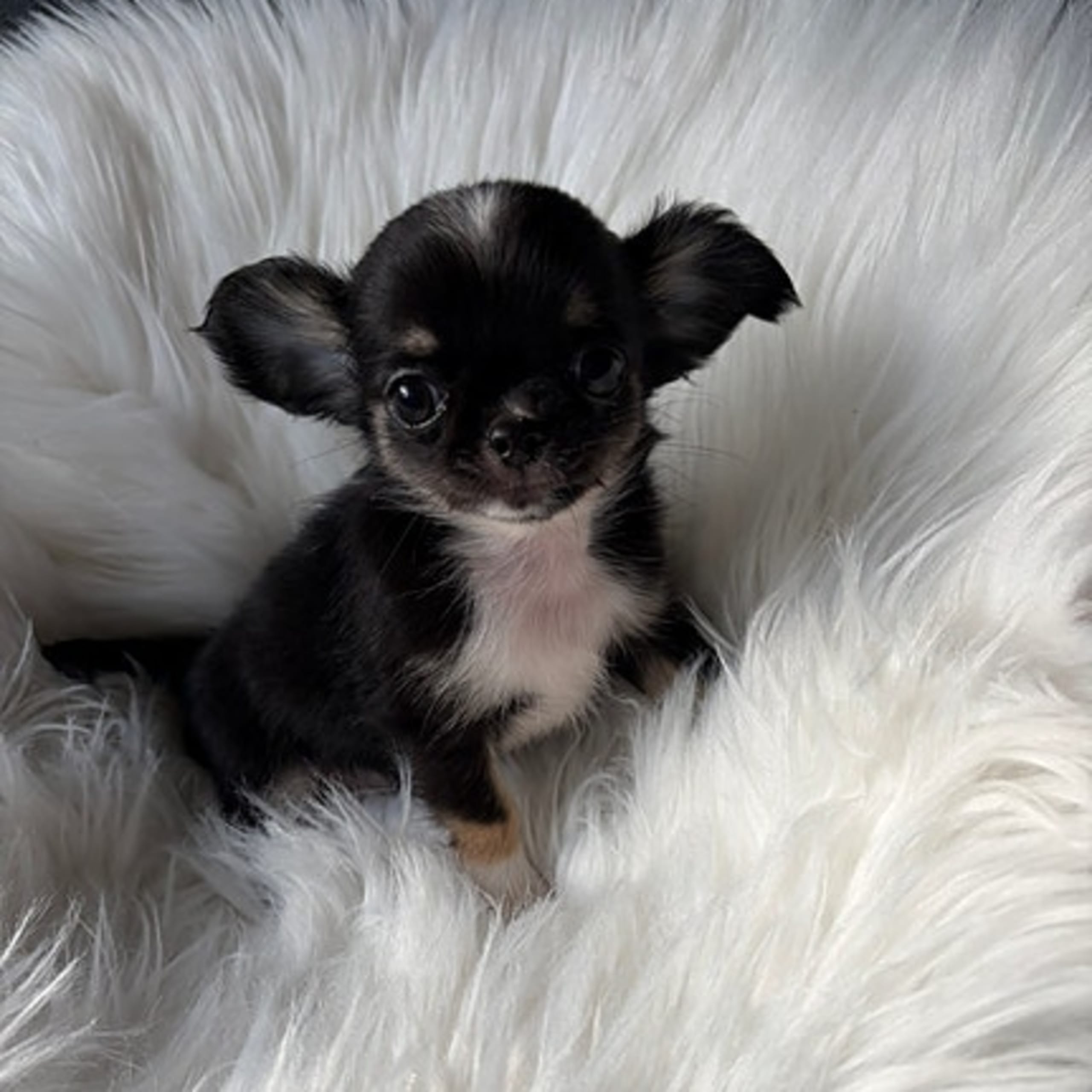 Chihuahua