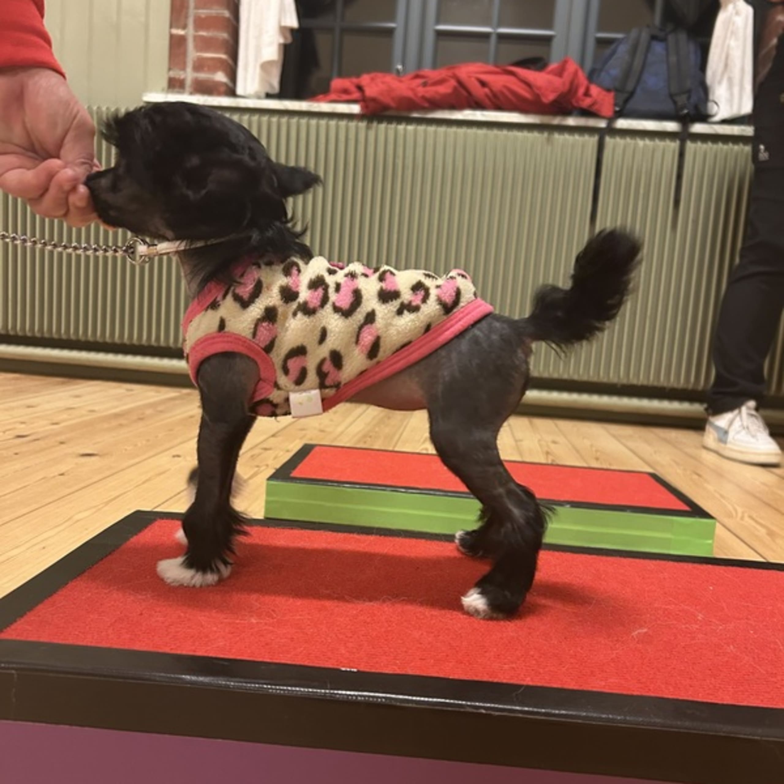 Stars of Chinapaws