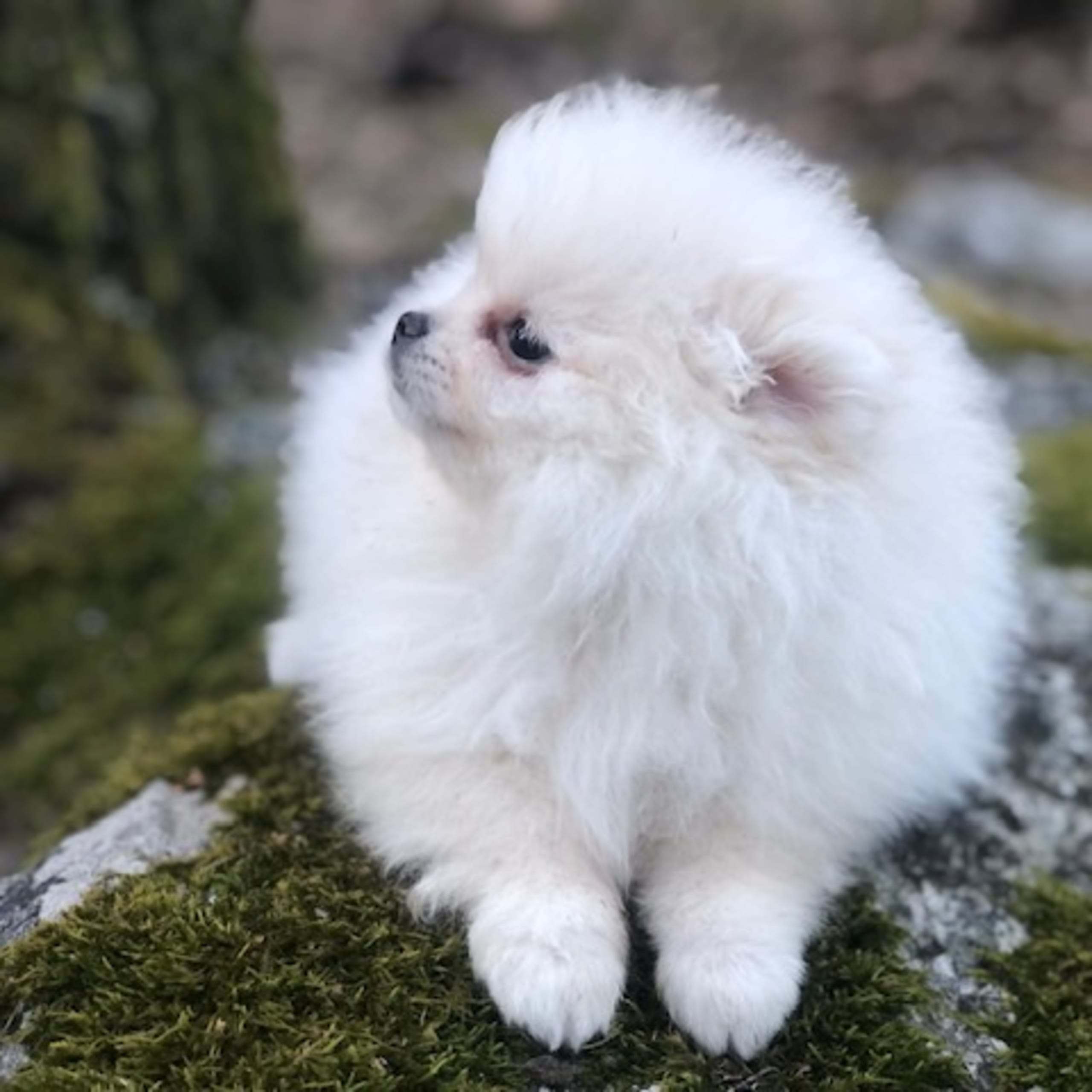Fluffers