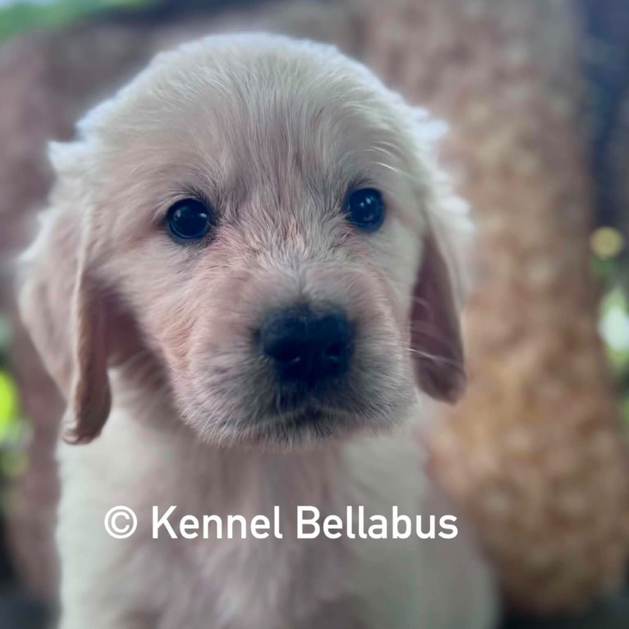 Bellabus