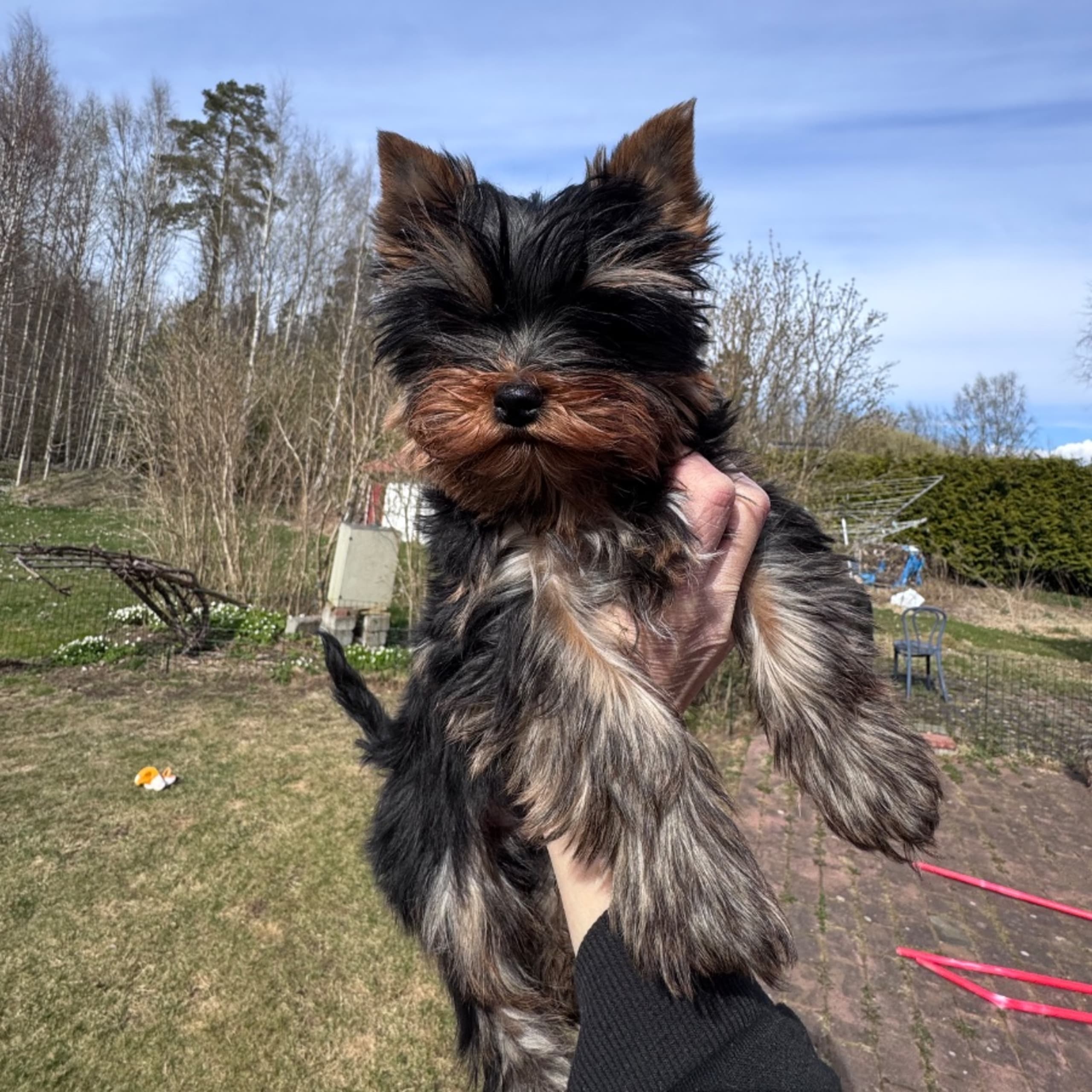 Yorkshireterrier