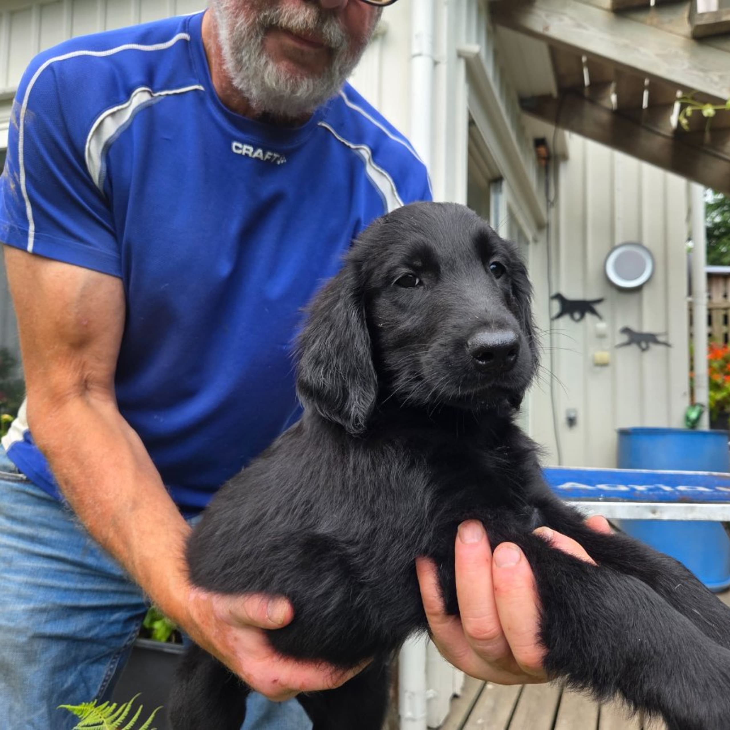Flatcoated retriever