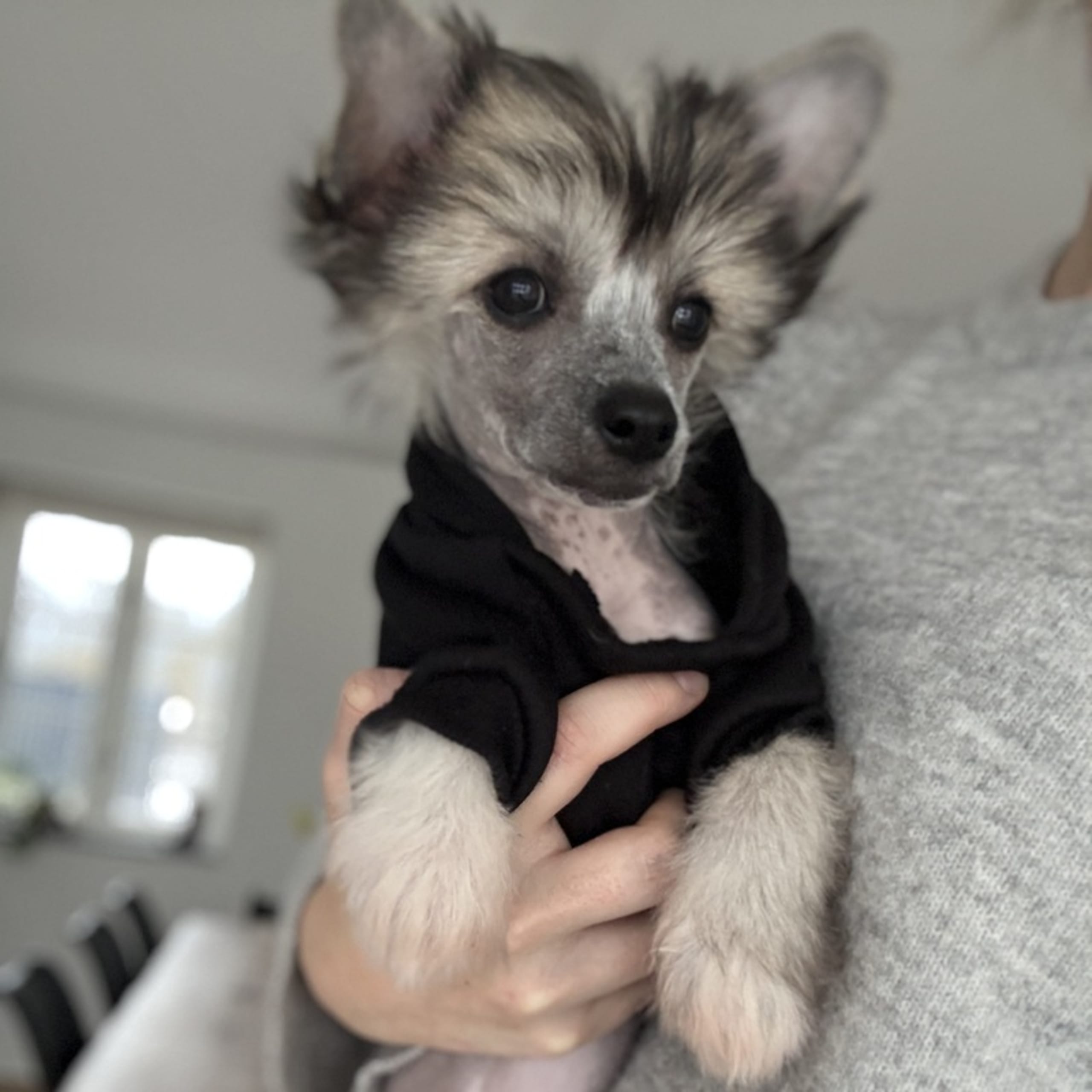 Chinese crested dog