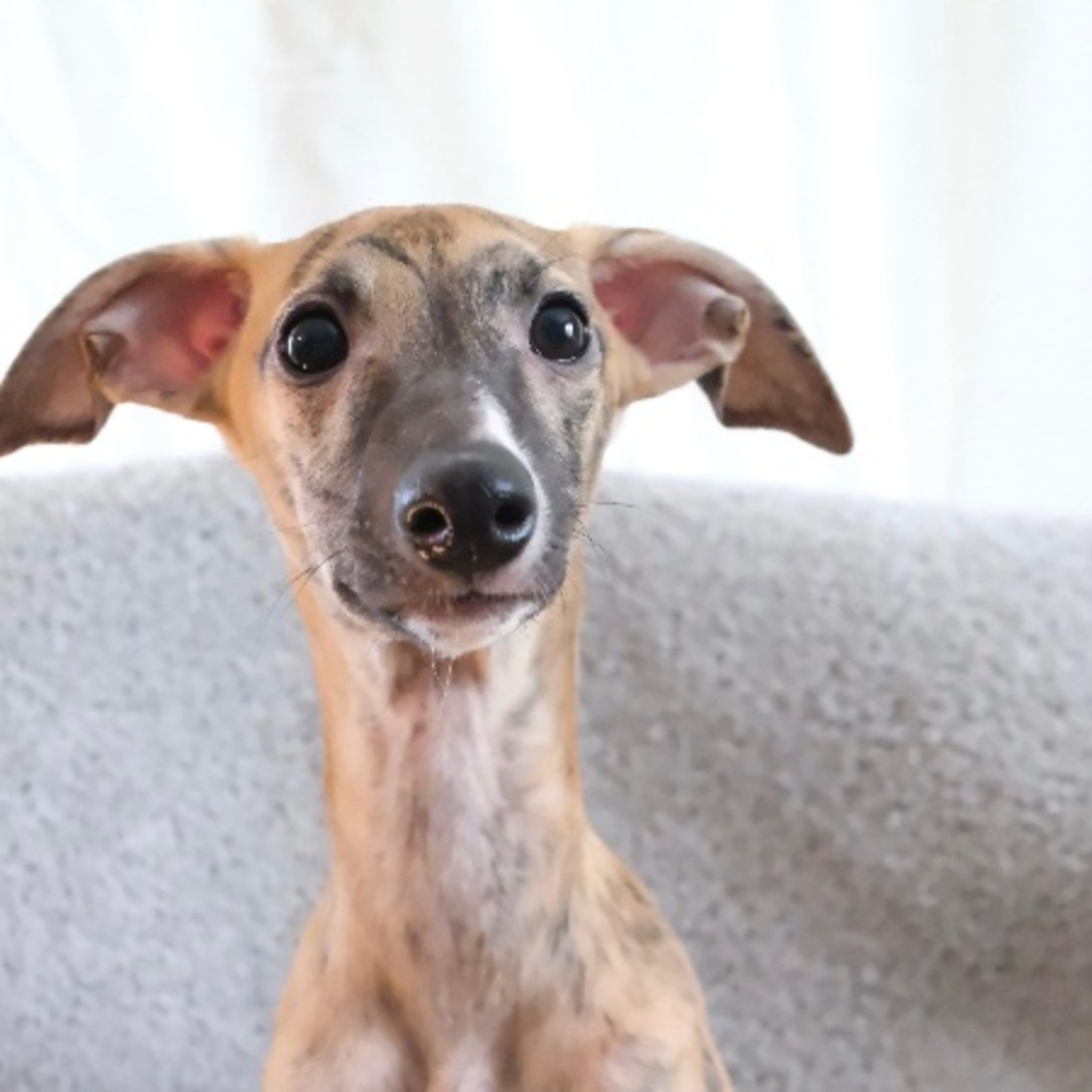 Whippet