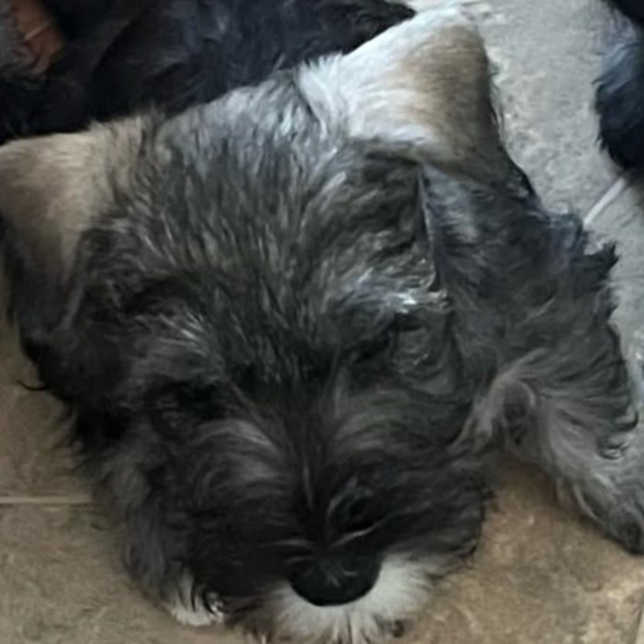 Dværgschnauzer