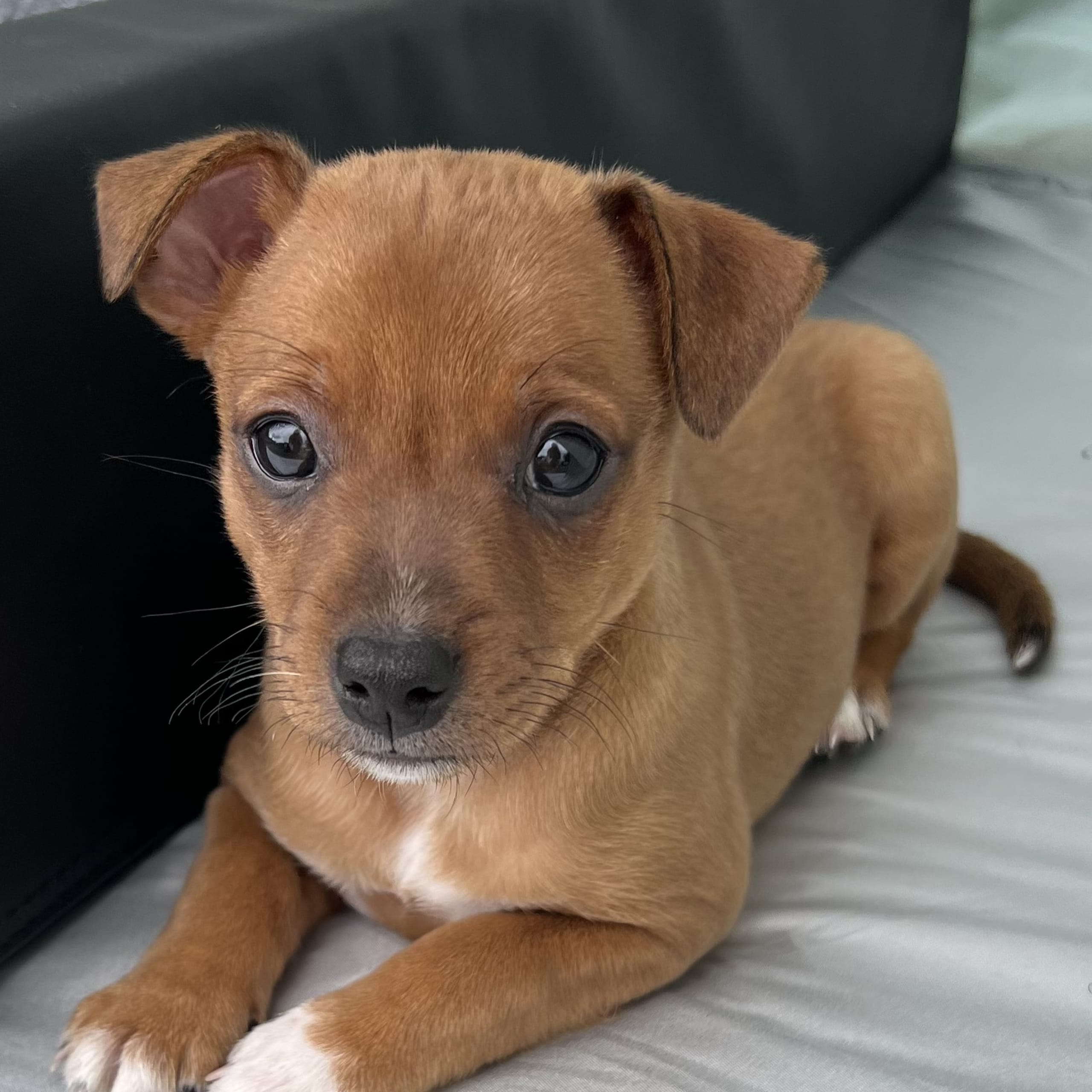 American hairless terrier