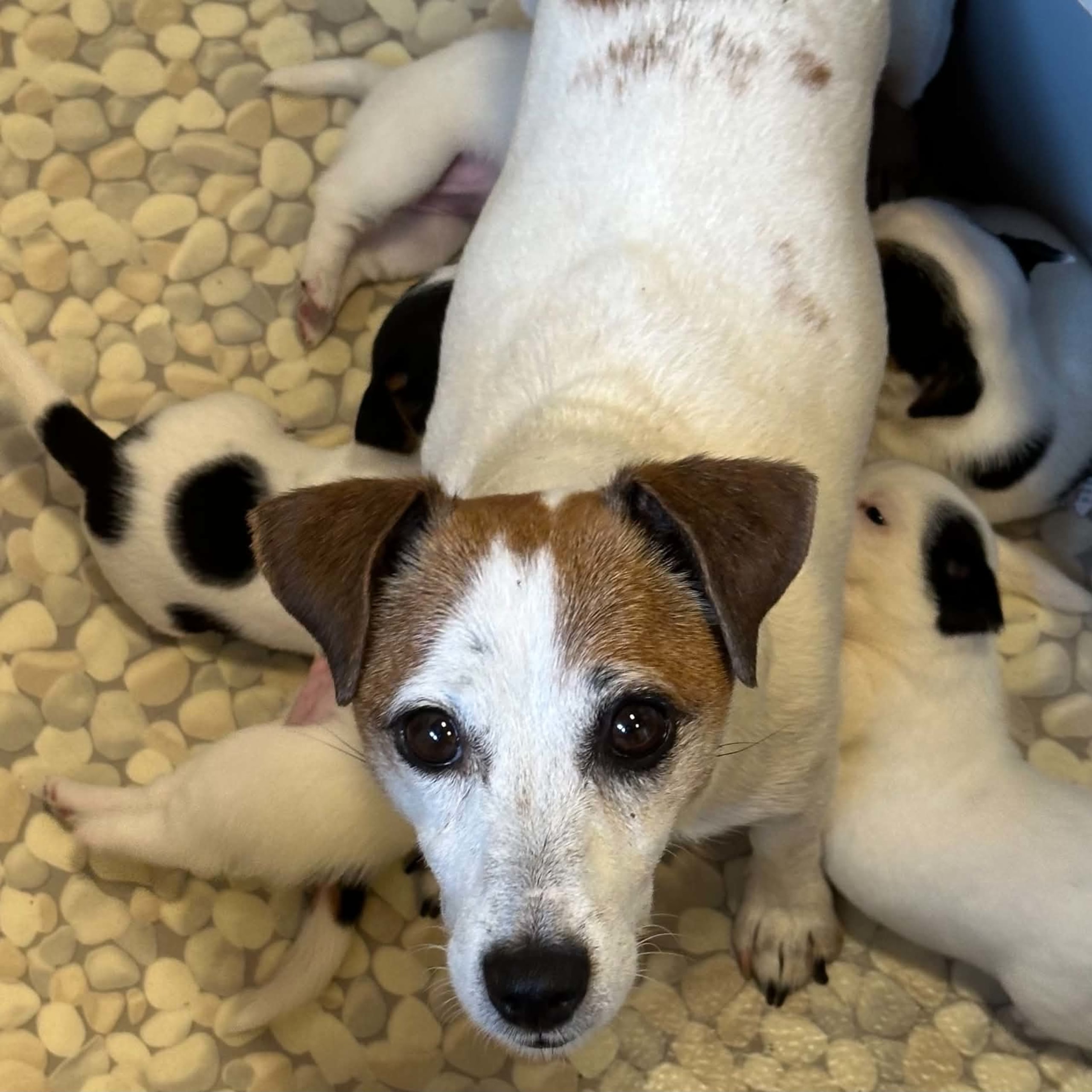 LIMELIGHT Kennels