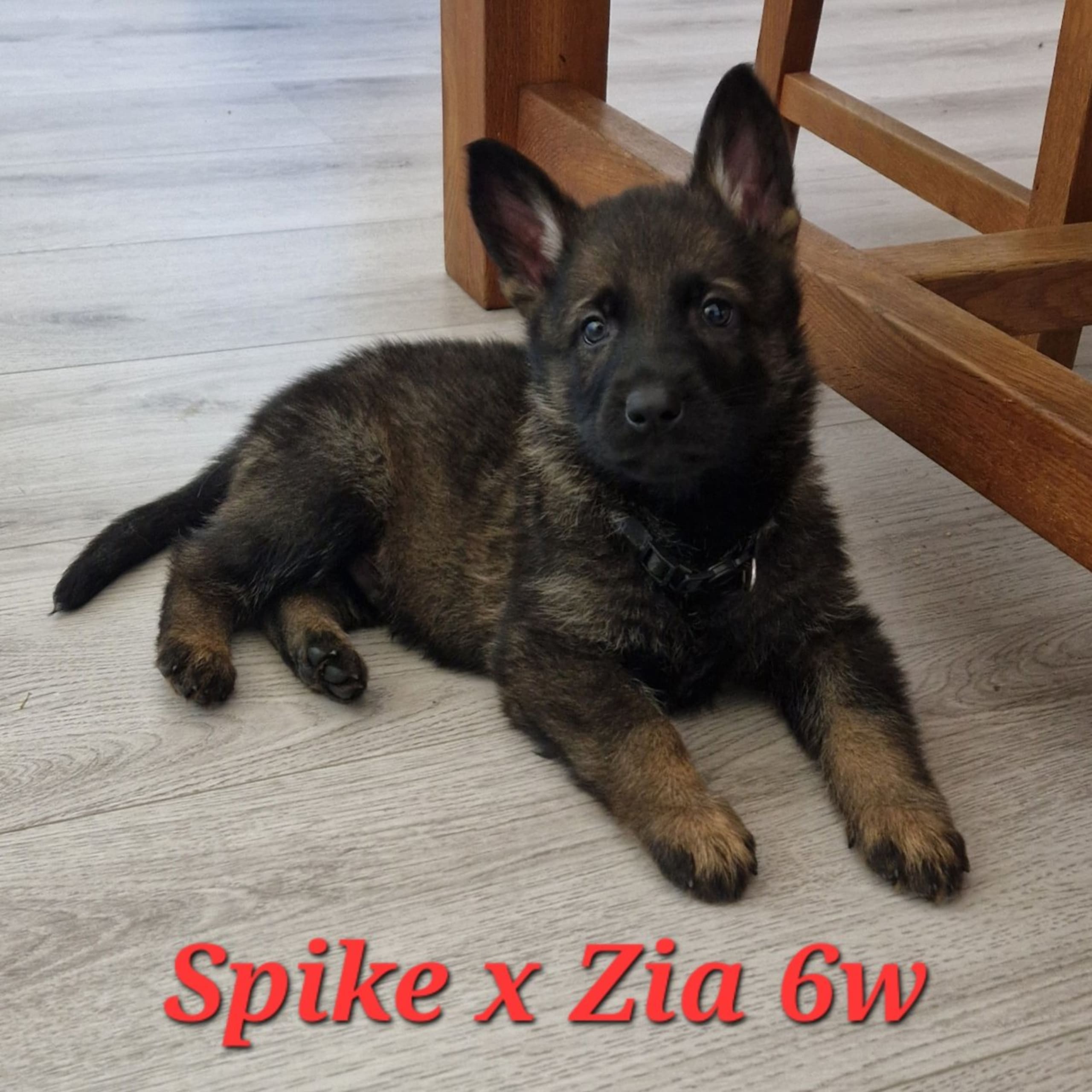 Tysk Schäferhund