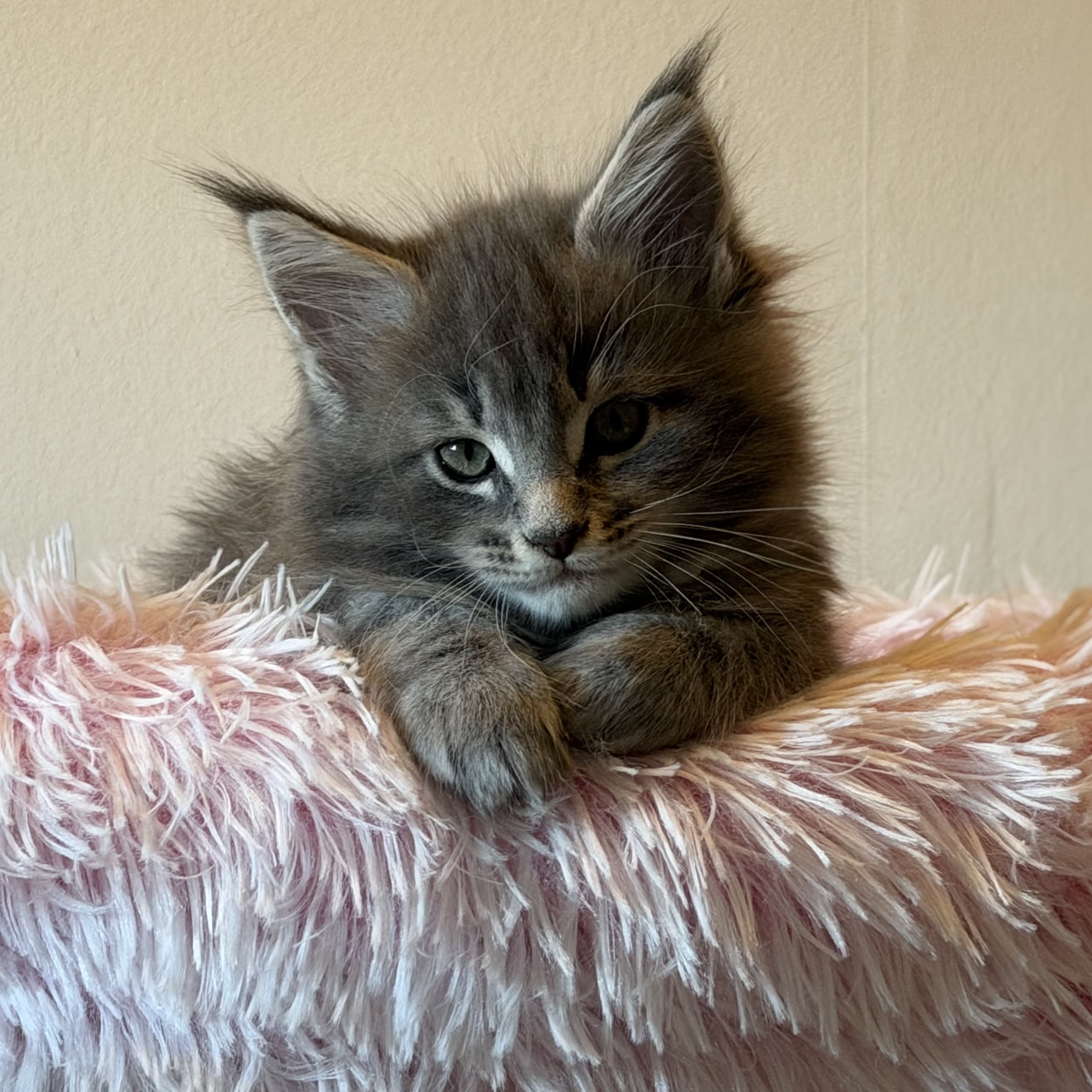 Maine Coon