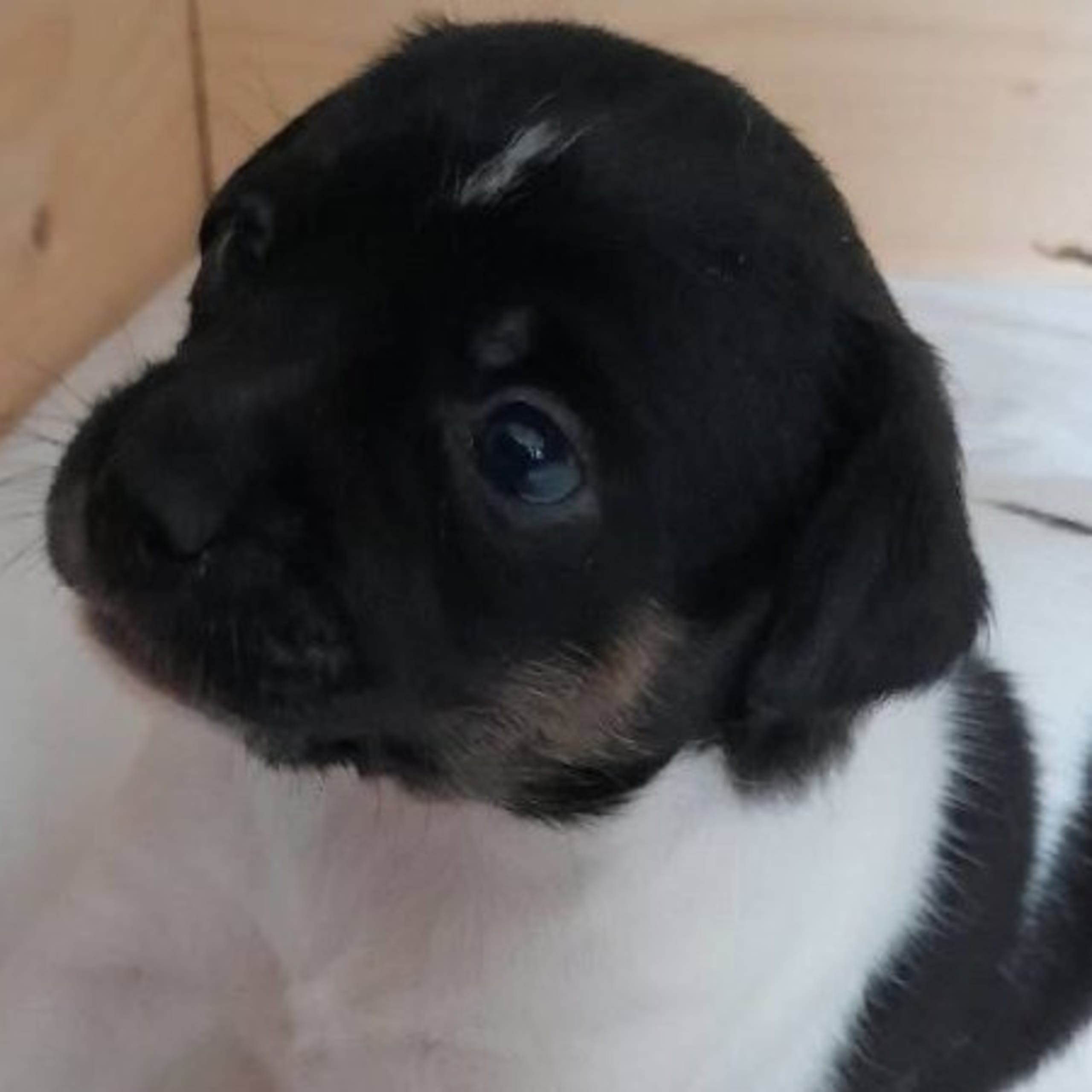 Dansk-svensk gårdshund