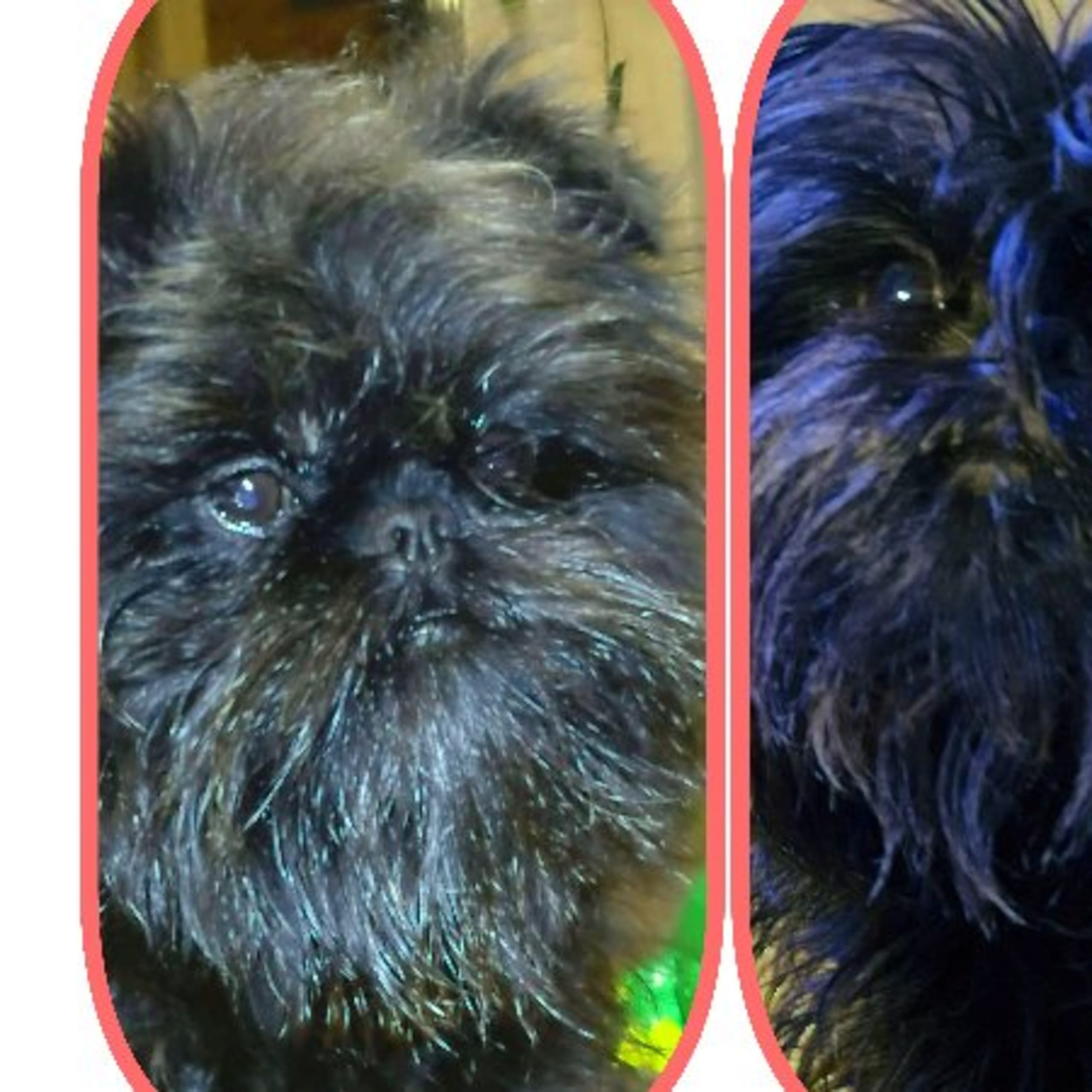 Affenpinscher