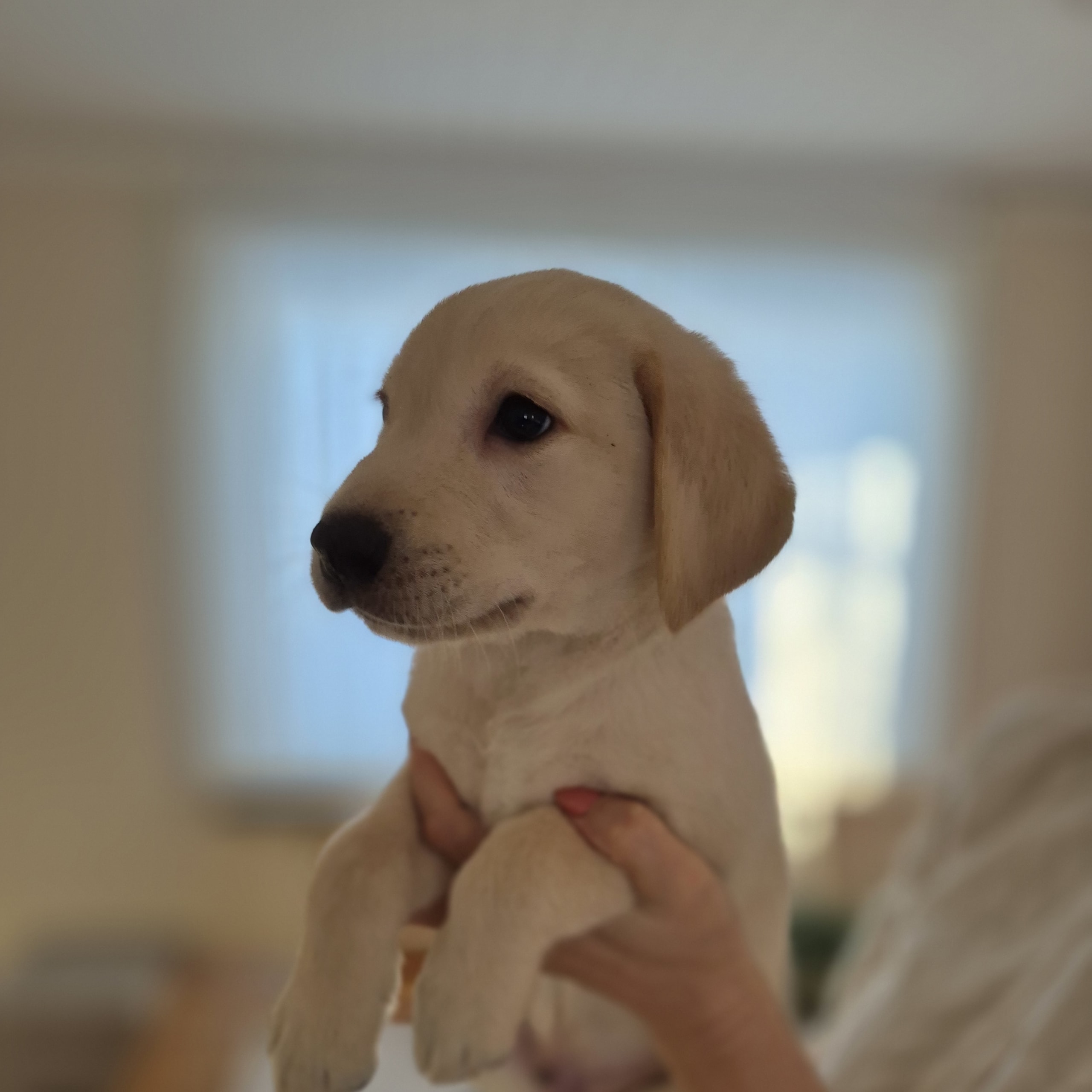 Labrador retriever