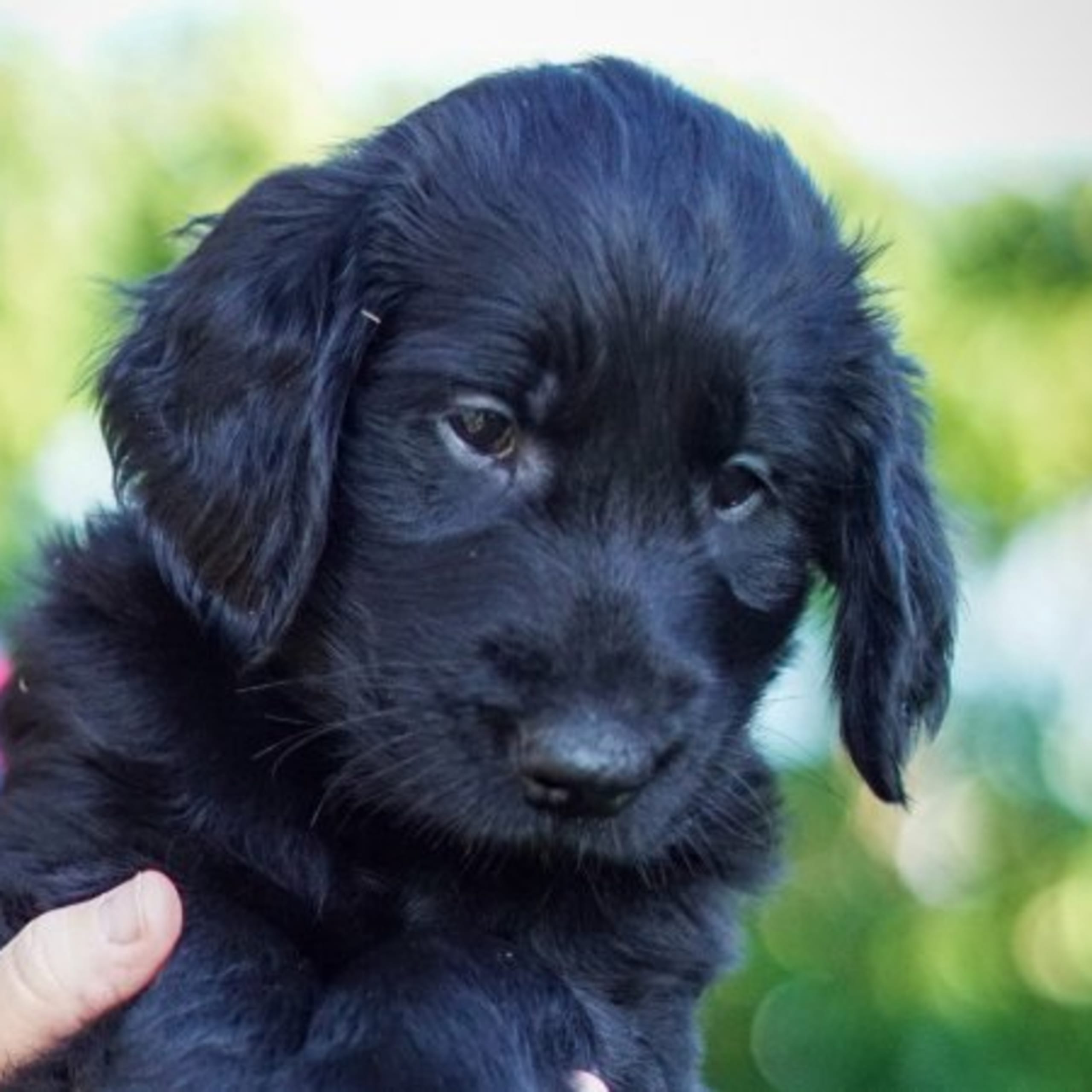 Flatcoated retriever