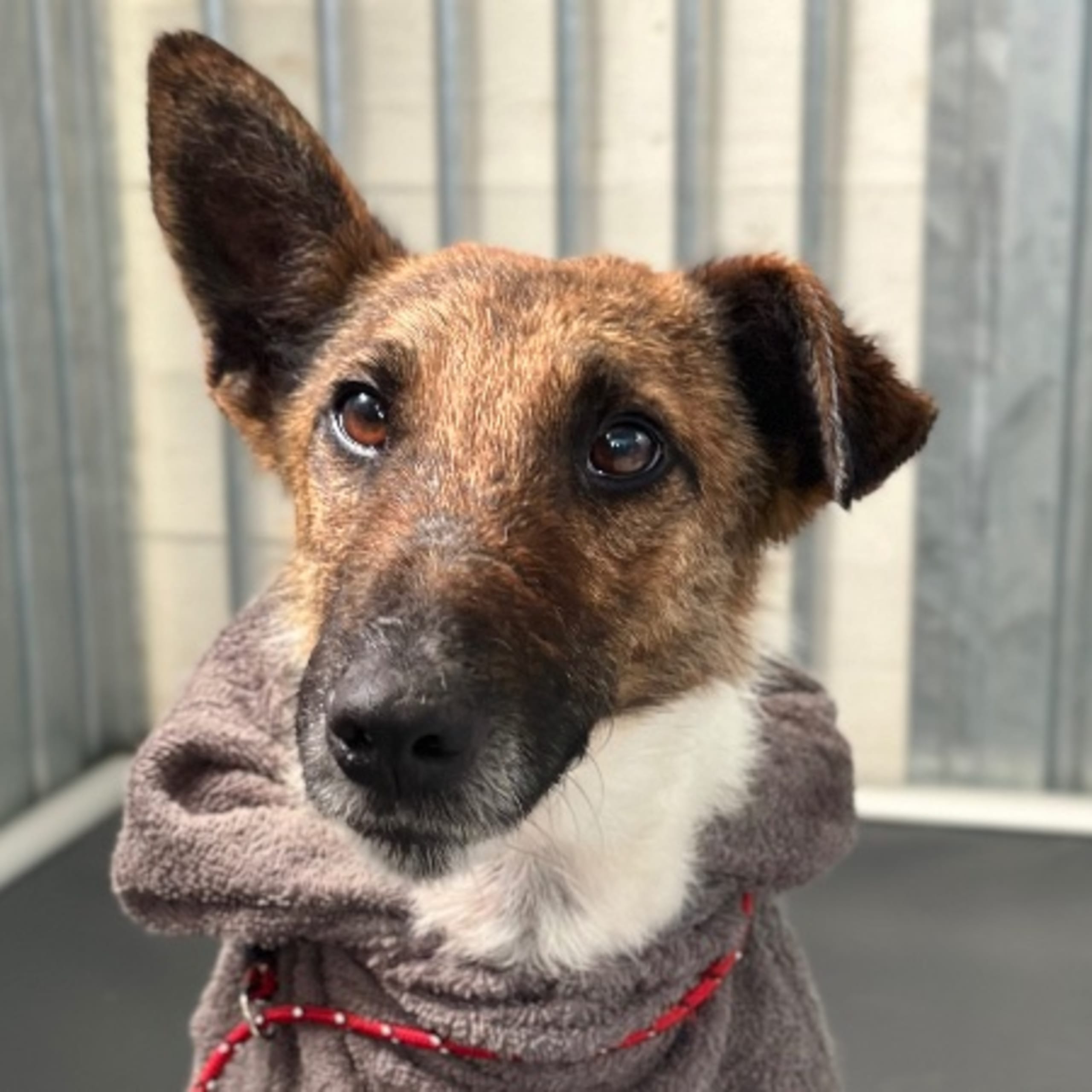 Släthårig foxterrier