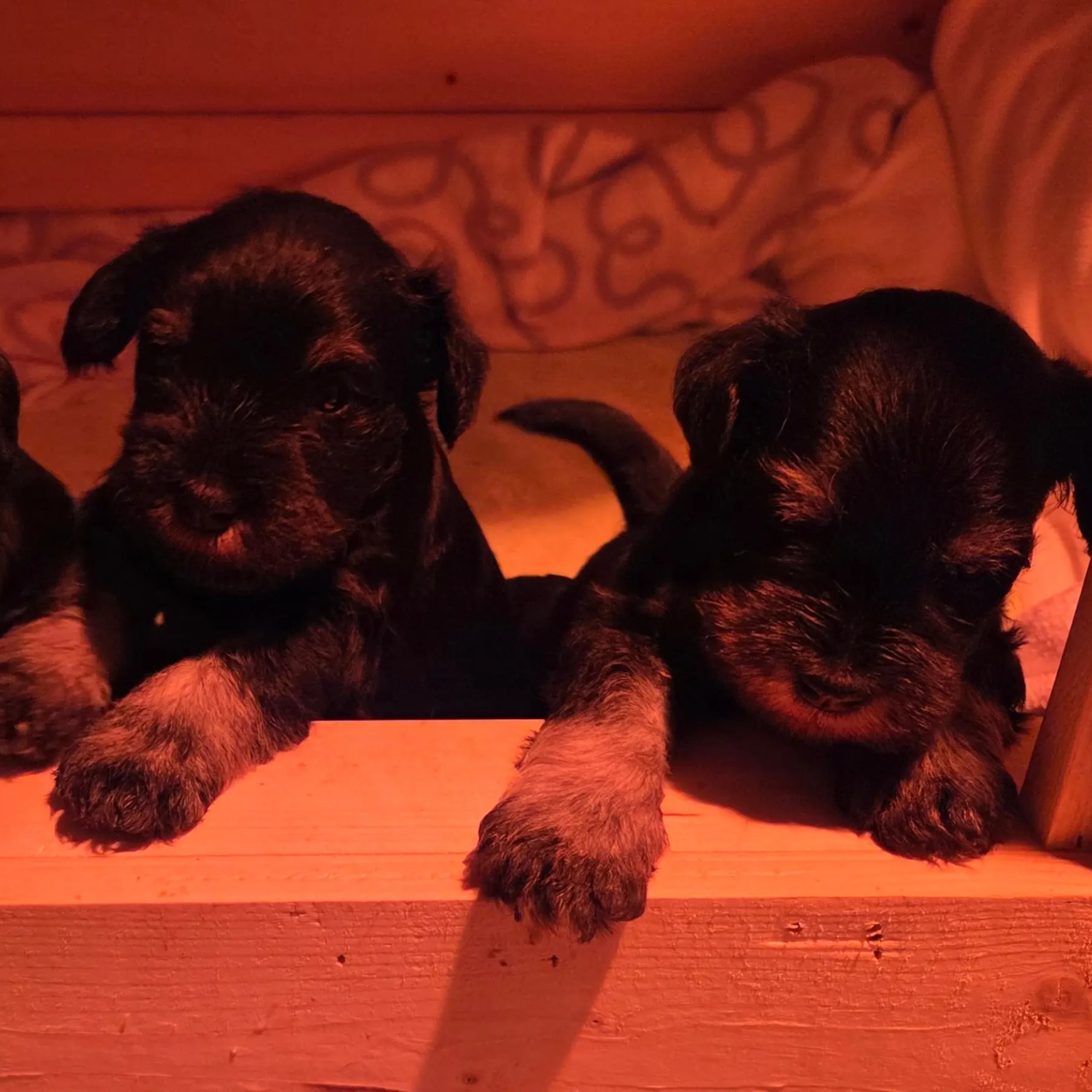 Dværgschnauzer