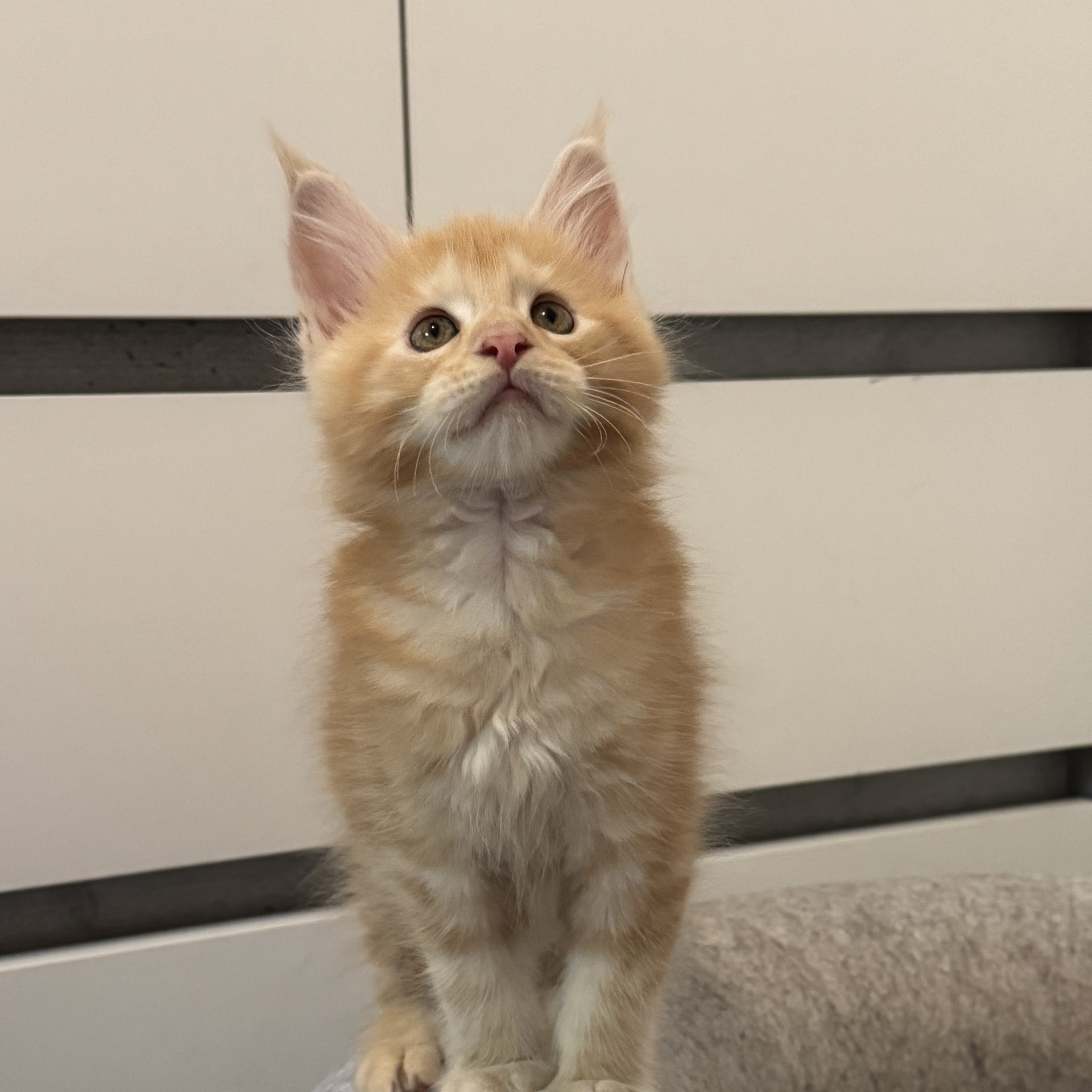 Maine Coon