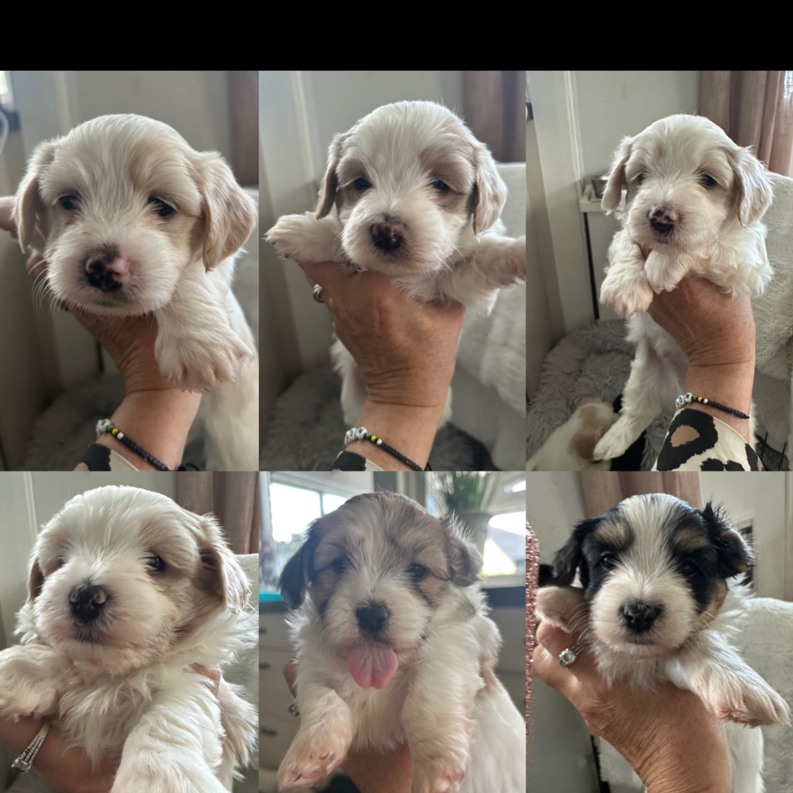 Bichon havanais