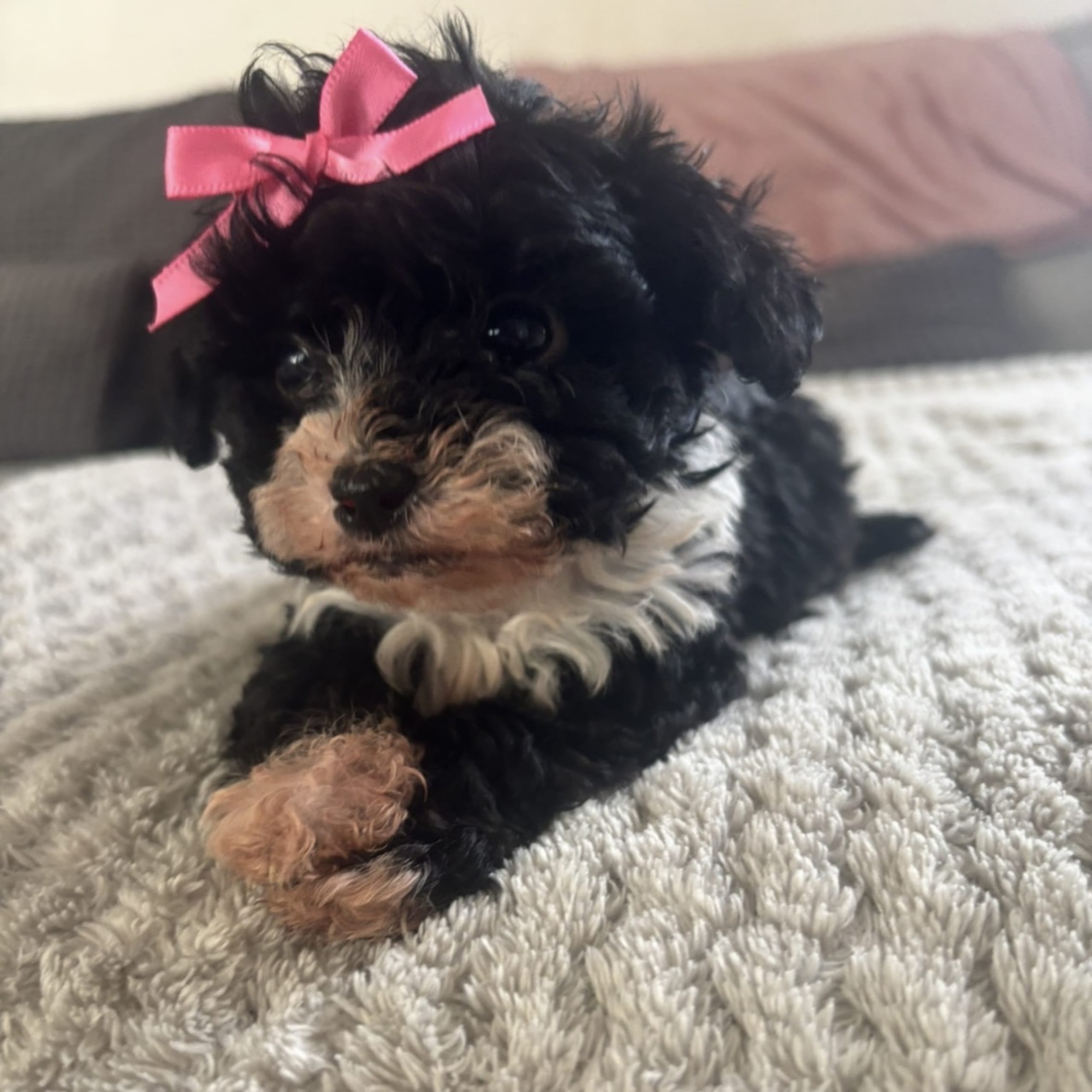 Shihpoo