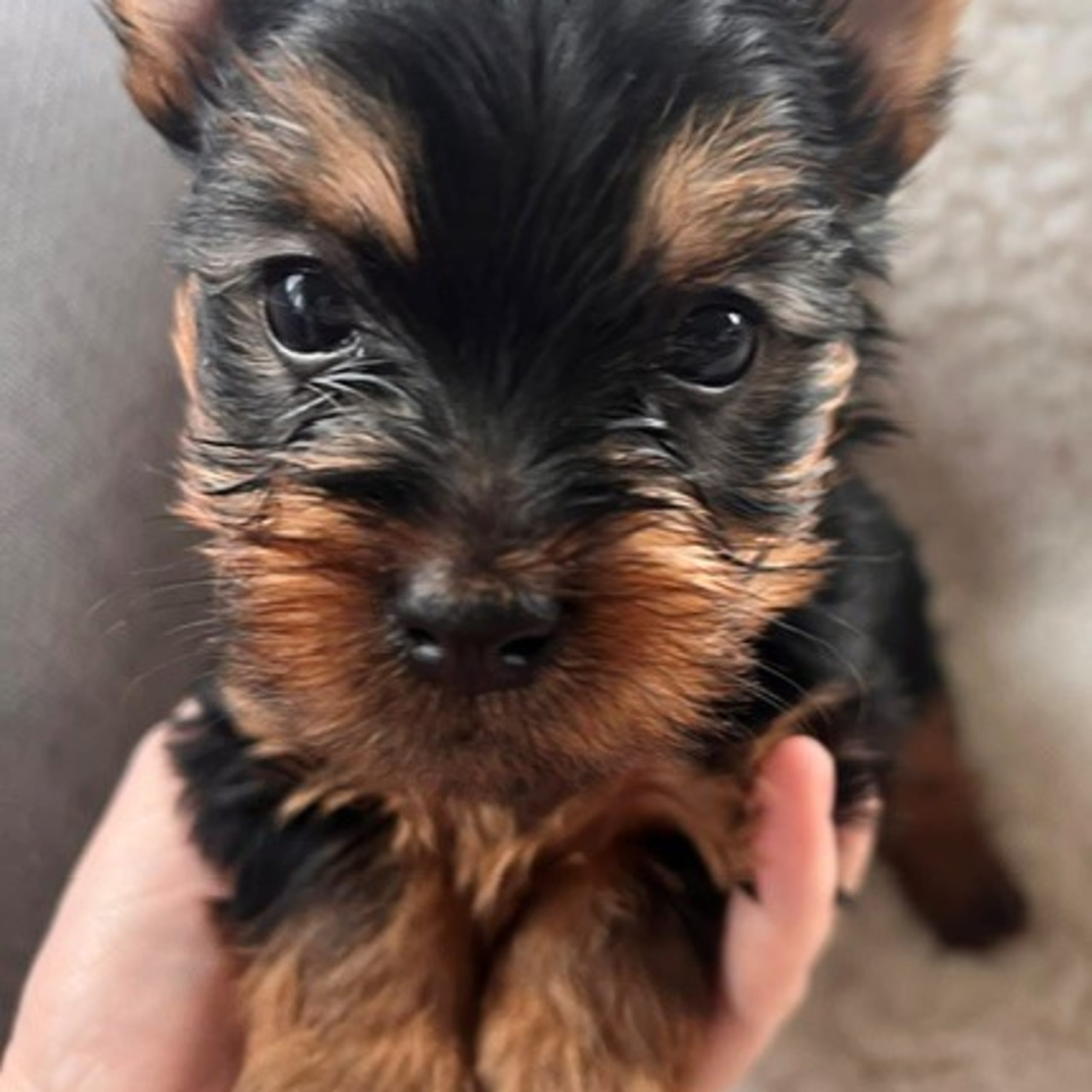 Silky terrier
